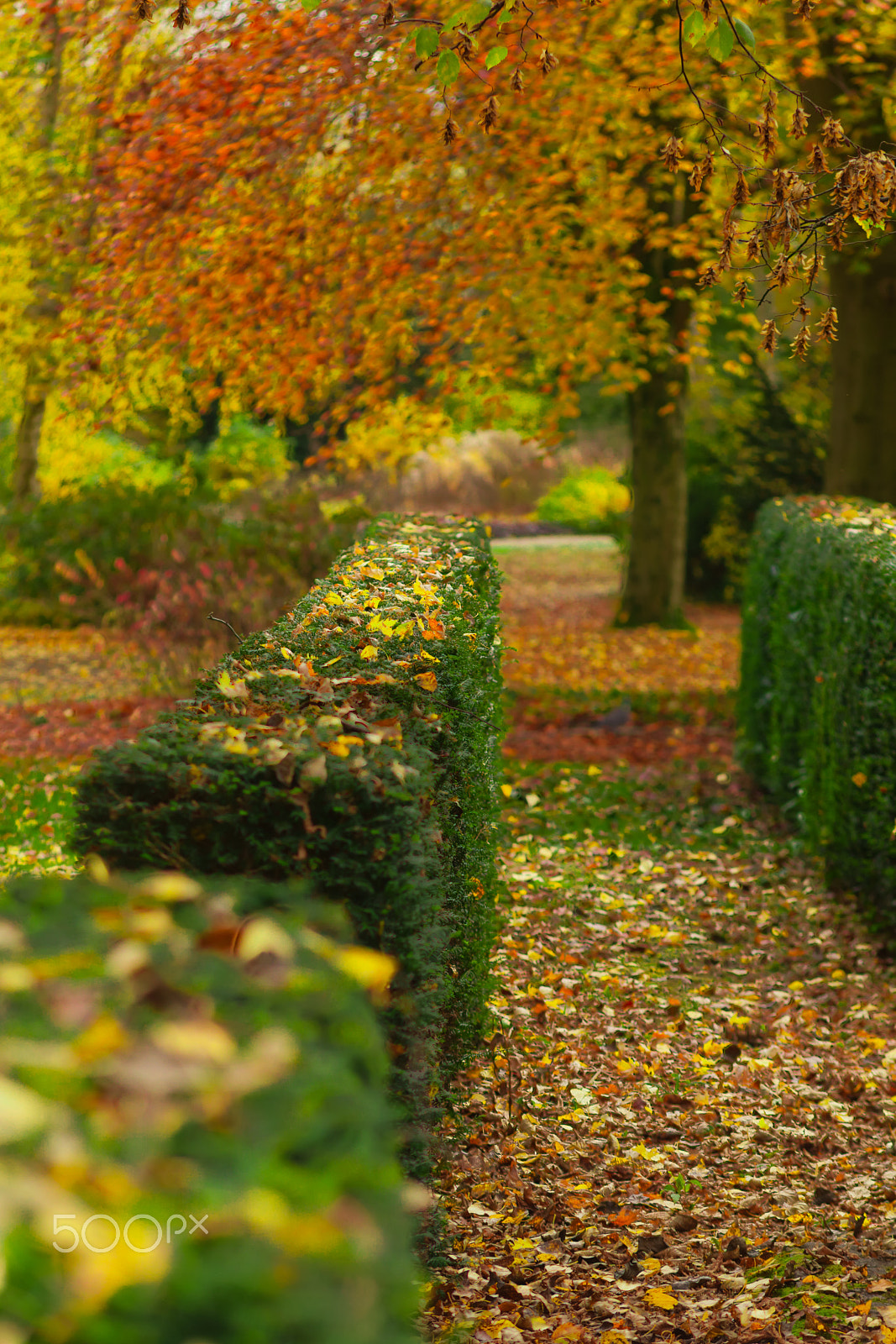 Canon EOS 5D Mark II sample photo. Autumn photography