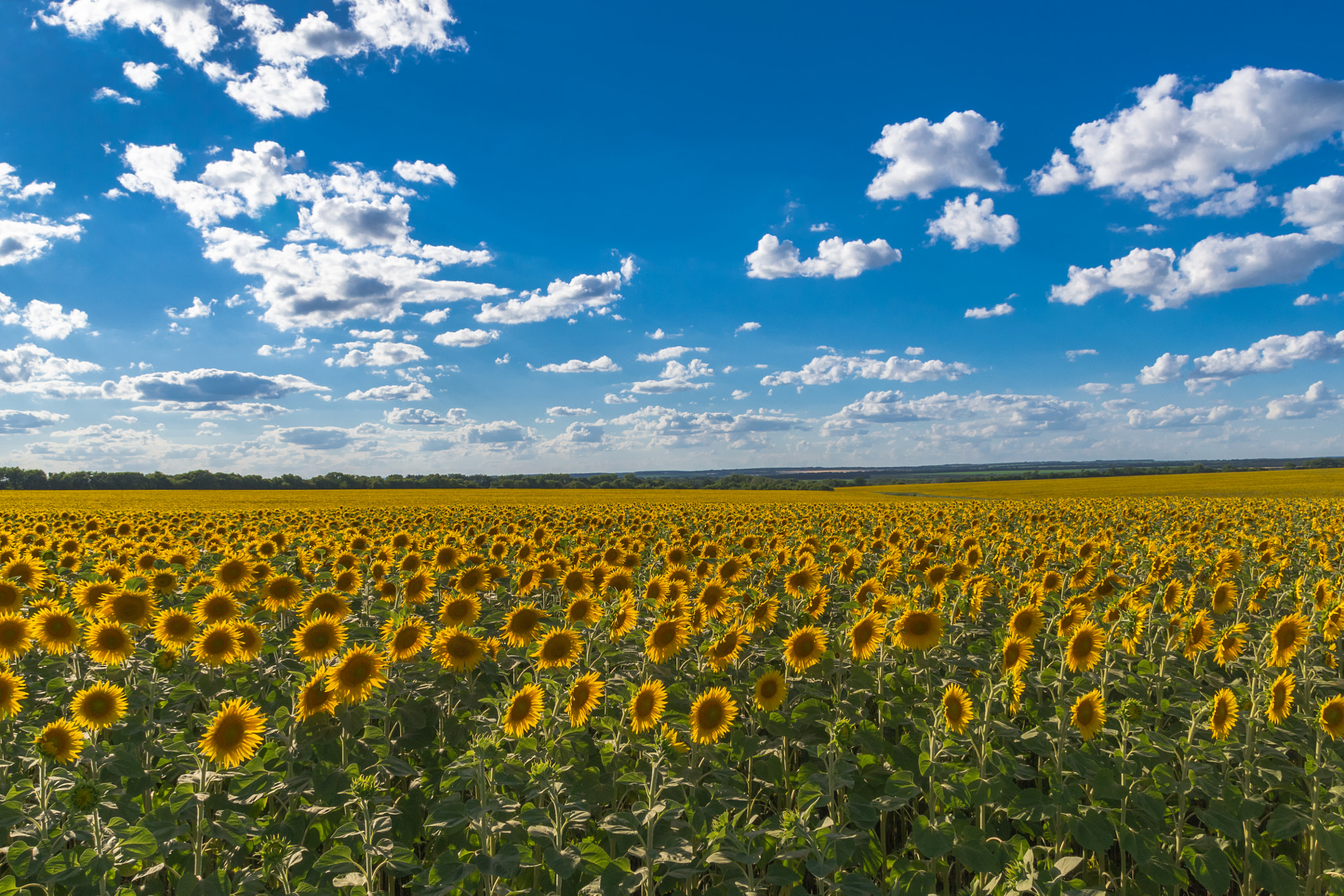 Sigma 18-200mm F3.5-6.3 II DC OS HSM sample photo. Sunflower field. photography