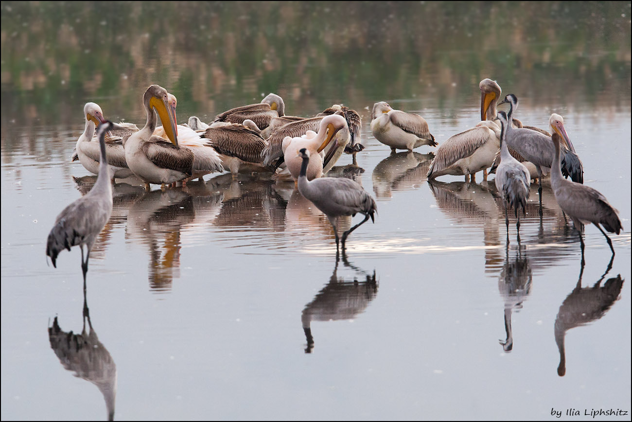 Canon EOS-1D Mark III sample photo. Morning cranes №7 - and pelicans photography