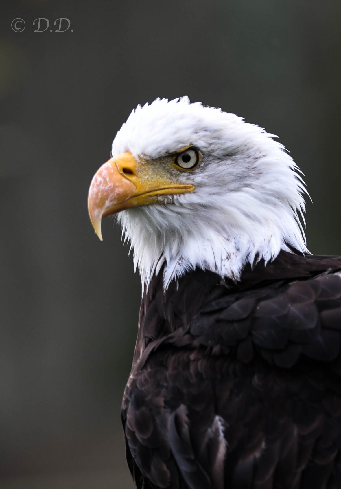 Nikon AF-S Nikkor 300mm F2.8G ED-IF VR sample photo. Aigle photography