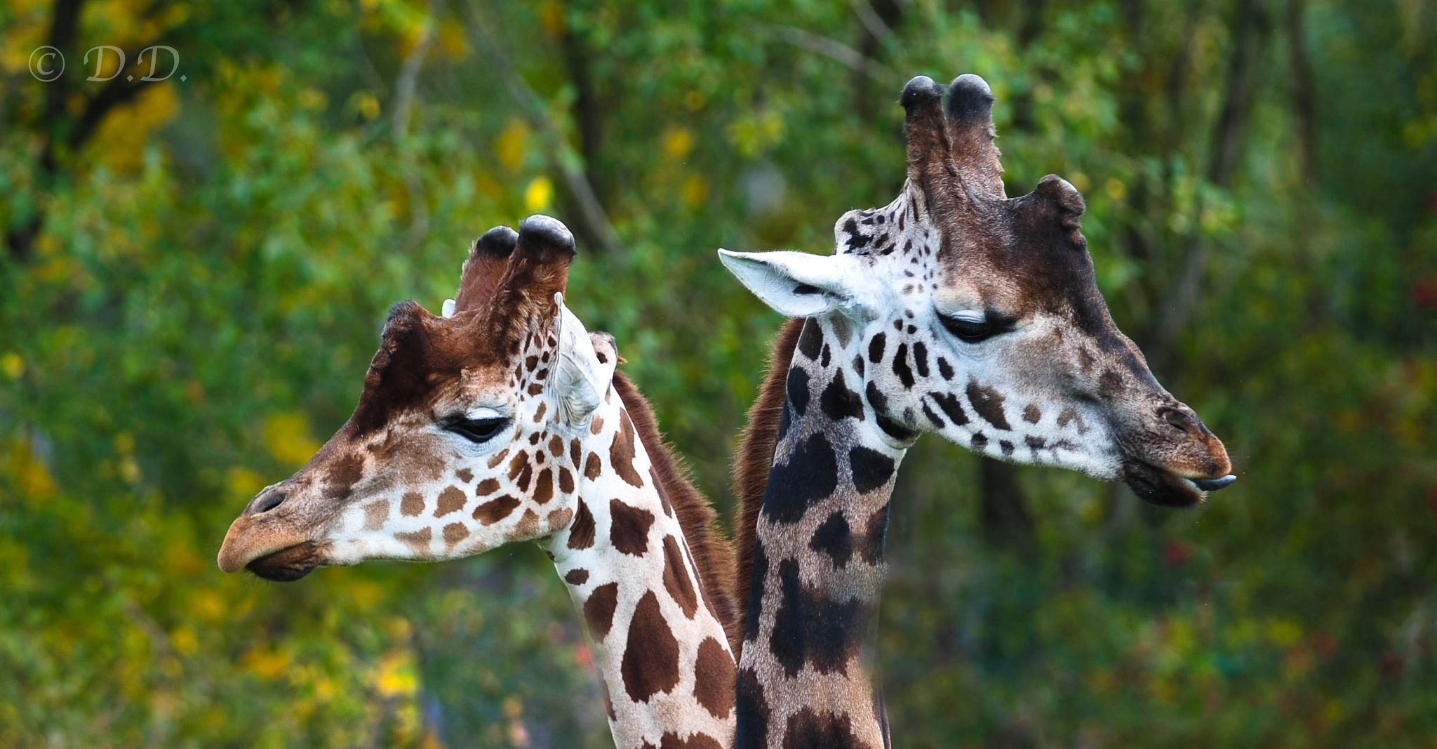 Nikon D700 + Nikon AF-S Nikkor 300mm F2.8G ED-IF VR sample photo. Giraffes photography