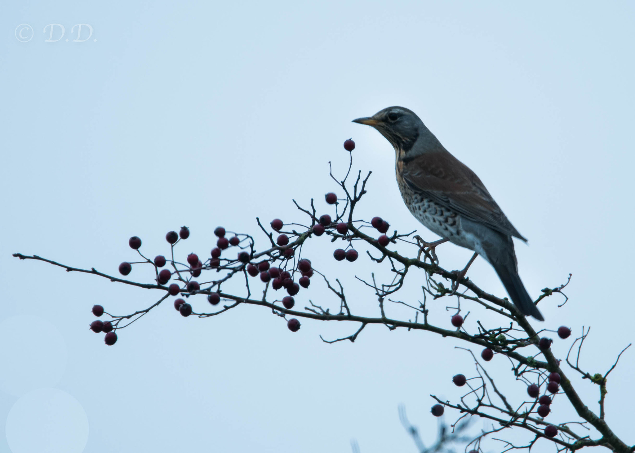 Nikon D300 sample photo. Grive photography