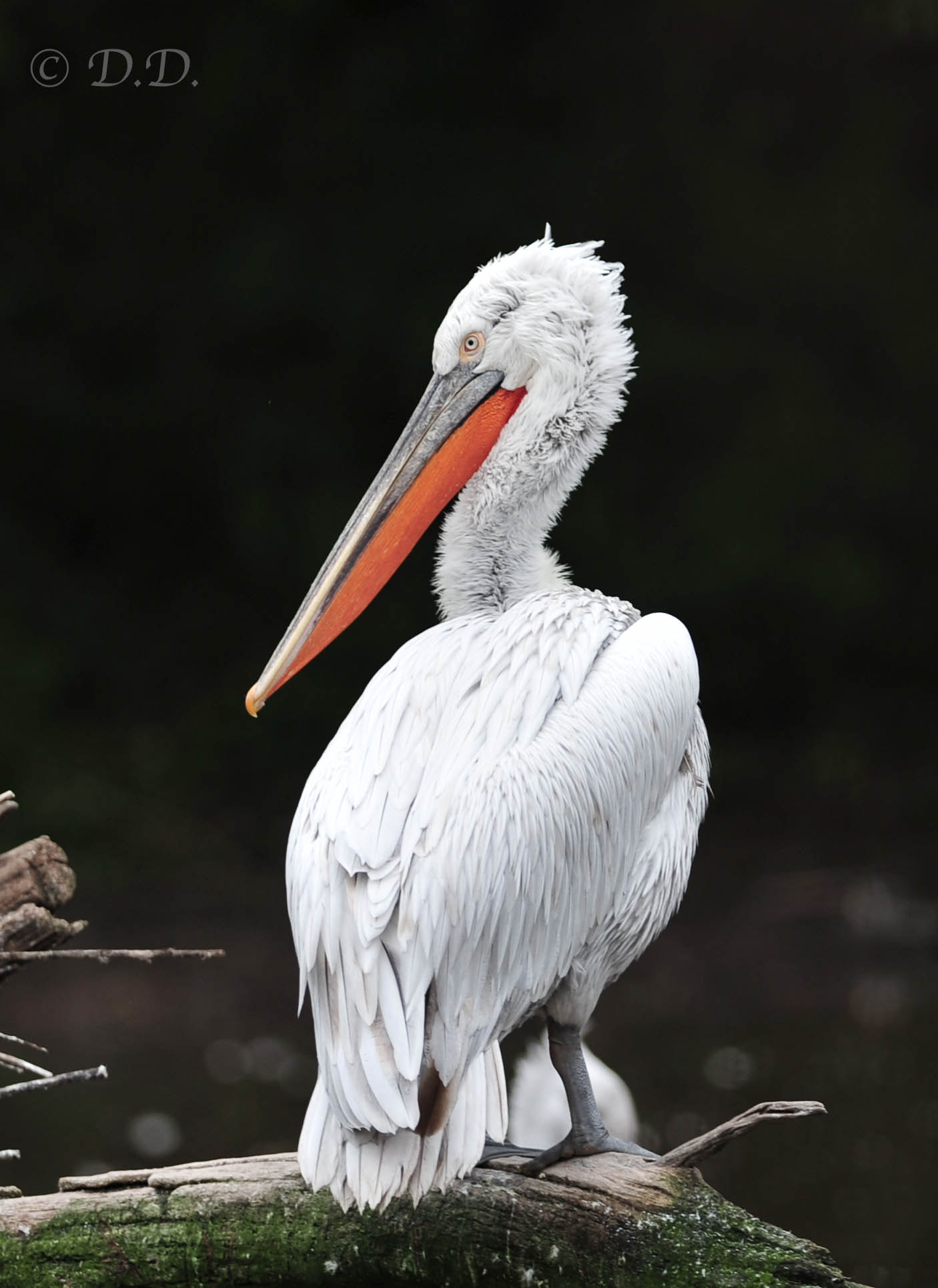 Nikon D700 + Nikon AF-S Nikkor 300mm F2.8G ED-IF VR sample photo. Pelican photography