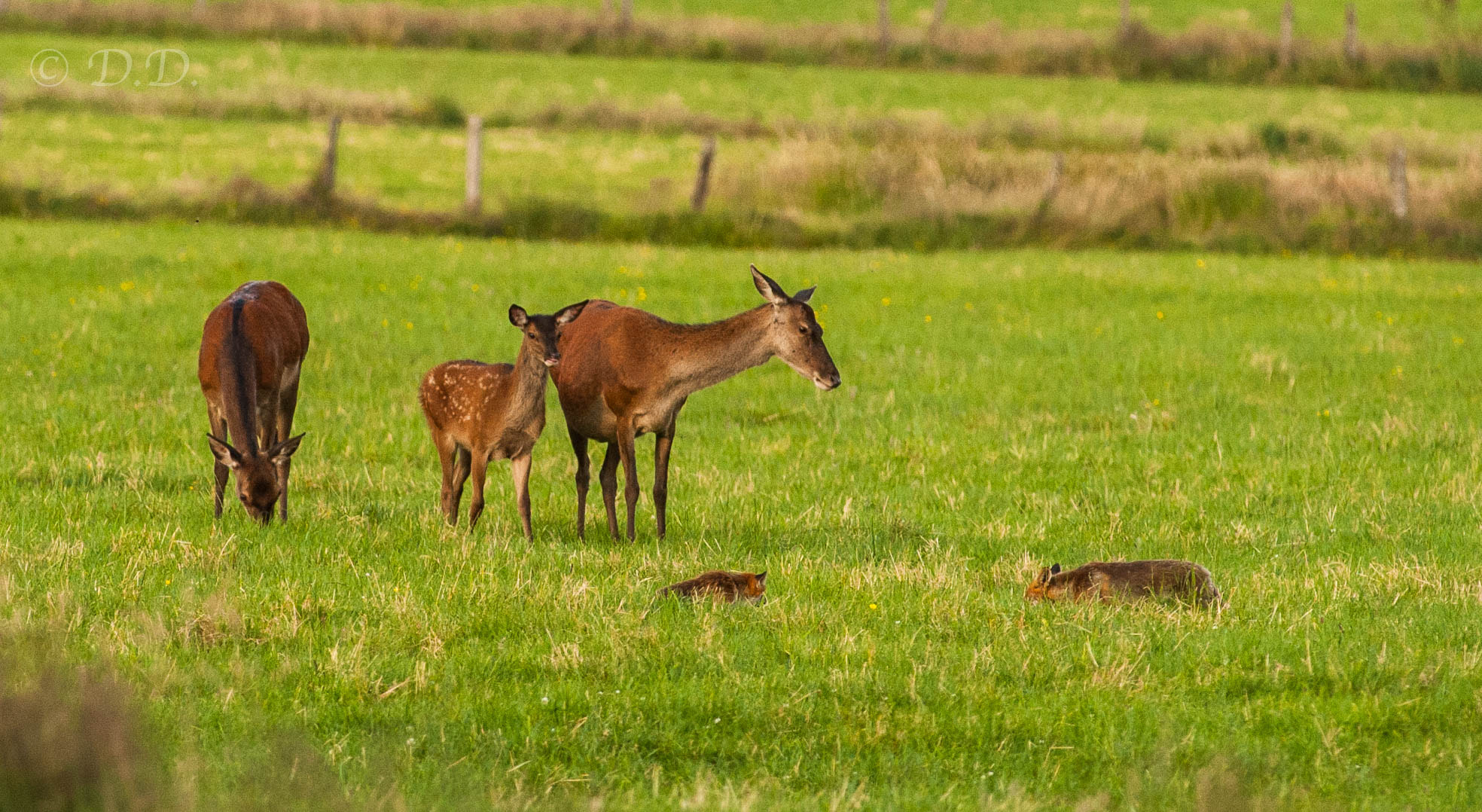 Nikon D700 + Nikon AF-S Nikkor 300mm F2.8G ED-IF VR sample photo. Doe & fox photography