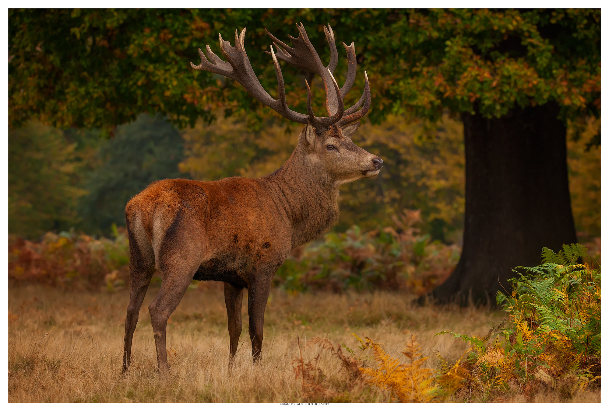 Canon EOS 5D Mark II + Sigma 150-600mm F5-6.3 DG OS HSM | C sample photo. Autumn stag photography