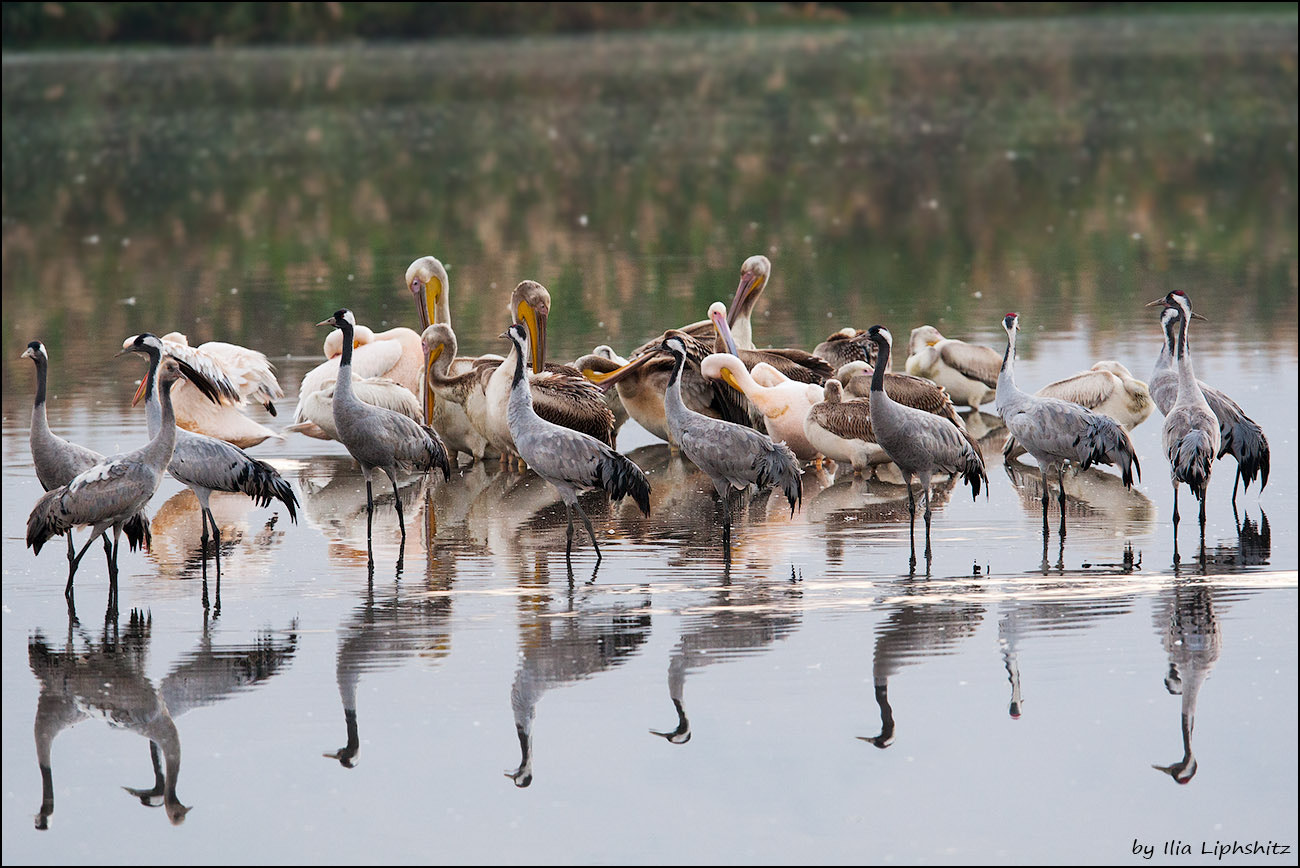 Canon EOS-1D Mark III sample photo. Morning cranes №8 - and pelicans photography