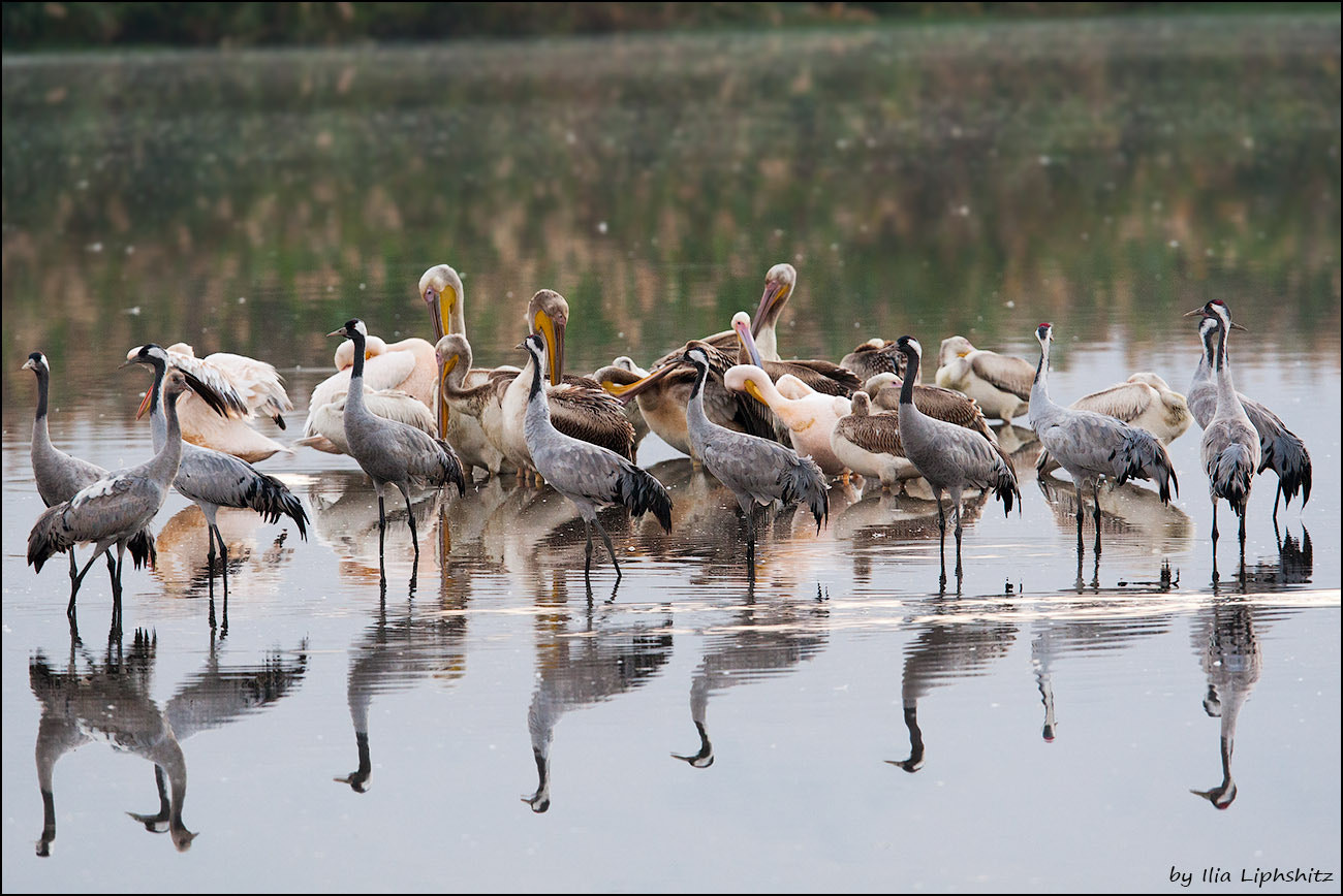 Canon EF 300mm F2.8L IS USM sample photo. Morning cranes №8 - and pelicans photography