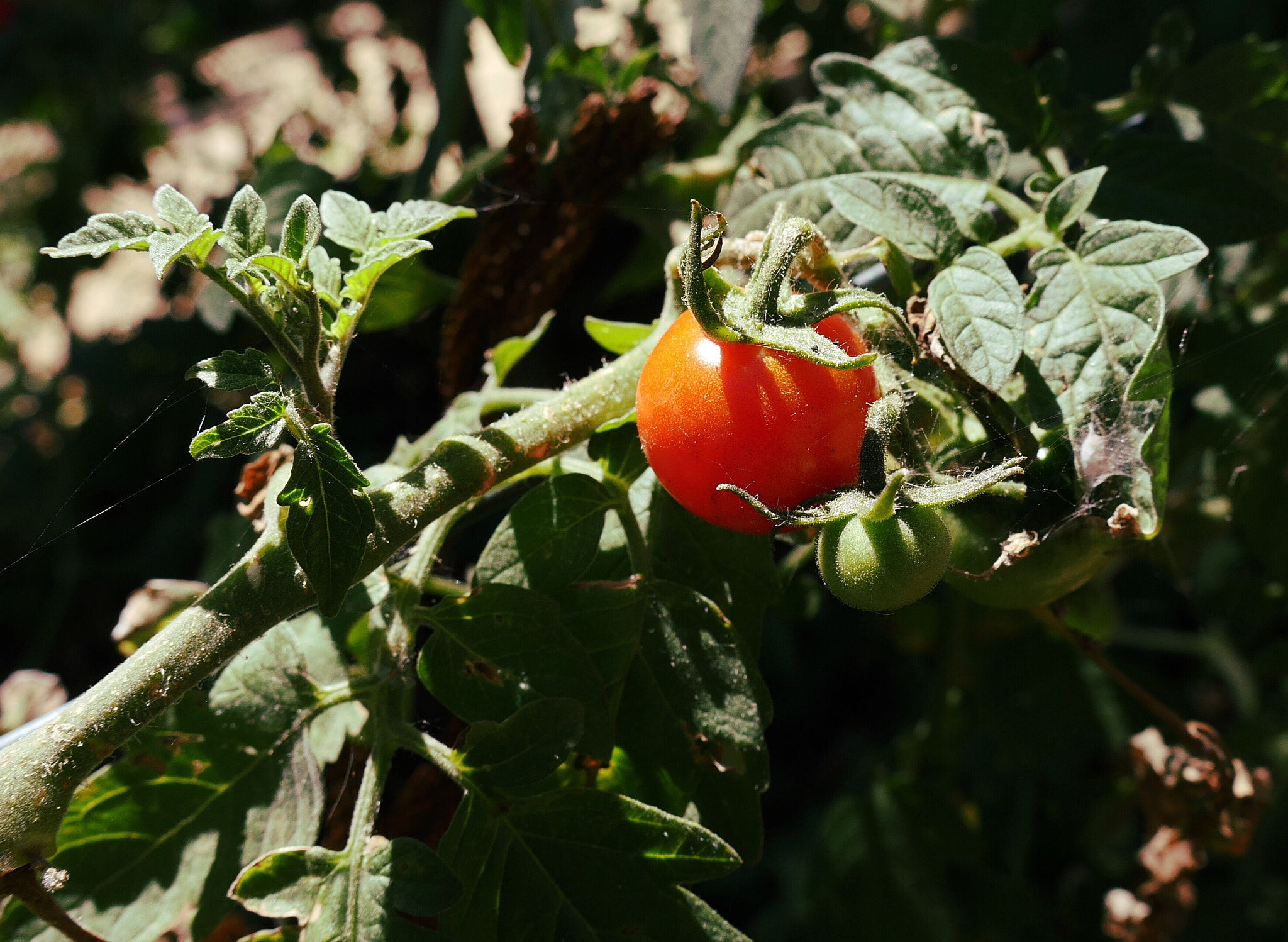 Panasonic Lumix DMC-GX8 sample photo. Found a tomato by the lake photography