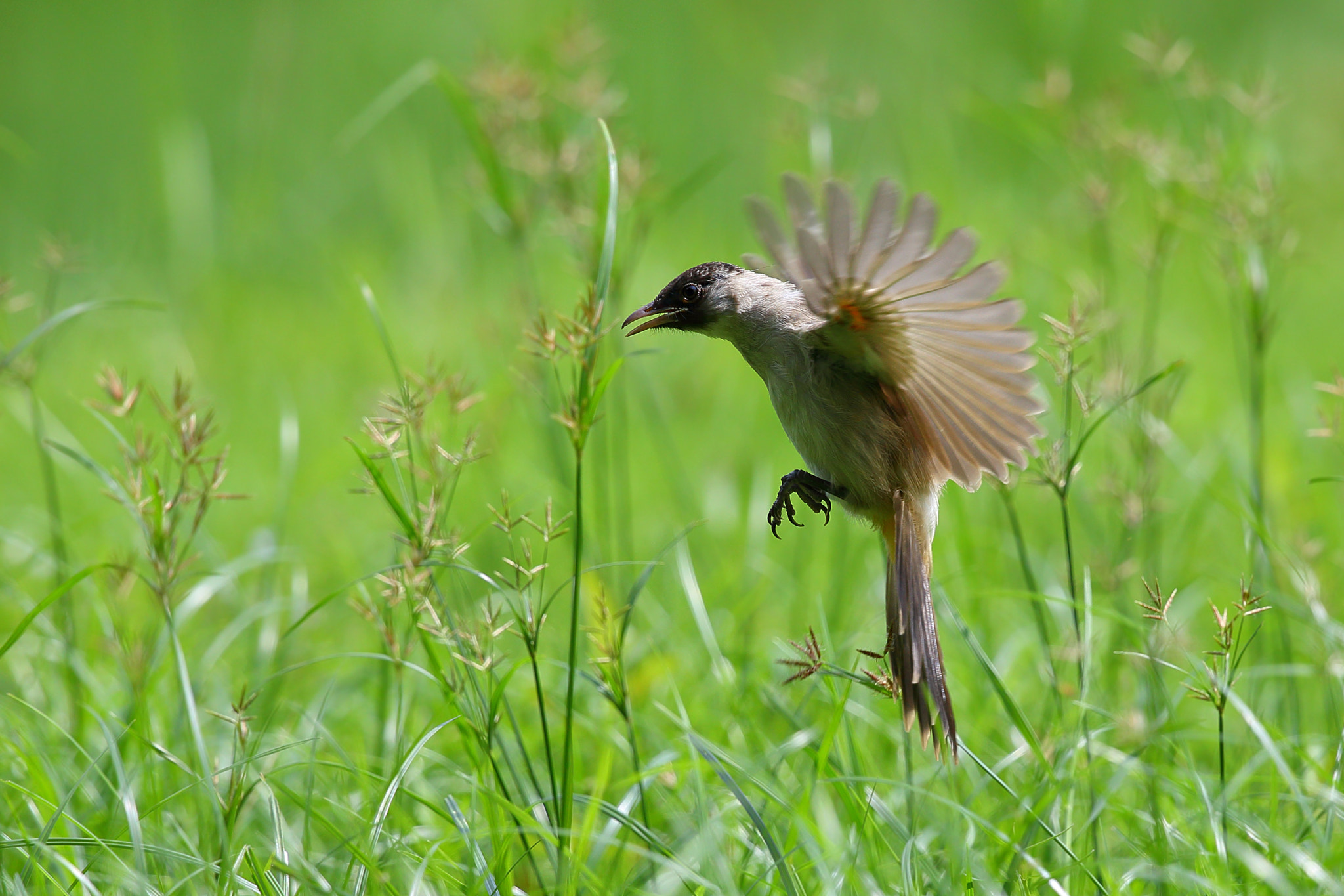 Canon EF 300mm F2.8L IS II USM sample photo. Dance photography
