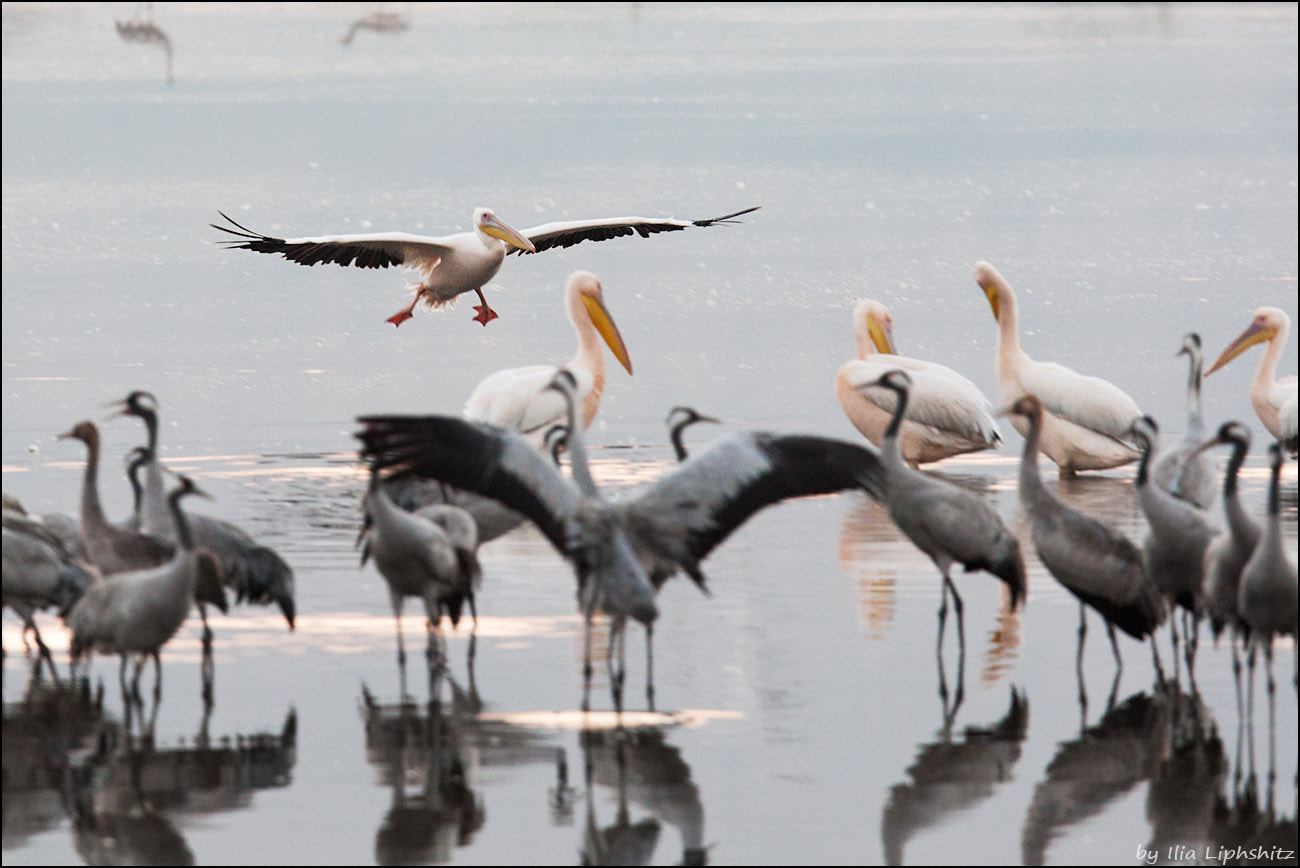 Canon EF 300mm F2.8L IS USM sample photo. Pelican's landing photography