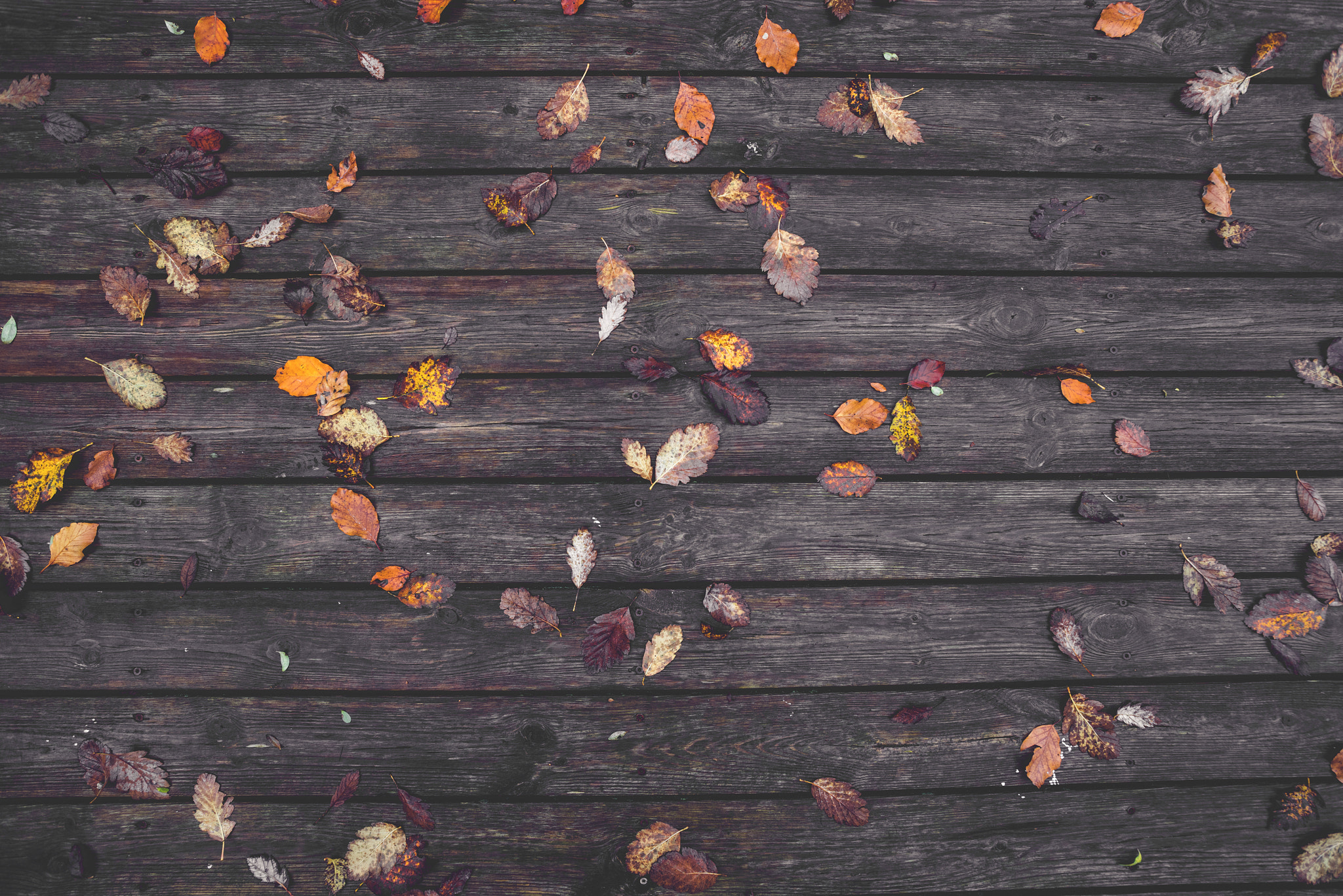 Sony a7R + Sony Vario-Sonnar T* 16-35mm F2.8 ZA SSM sample photo. Autumn leaves on a wooden background photography