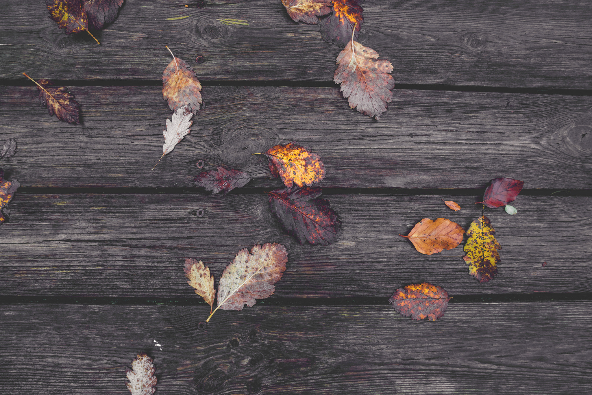 Sony a7R + Sony Vario-Sonnar T* 16-35mm F2.8 ZA SSM sample photo. Colorful autumn leaves in the fall photography