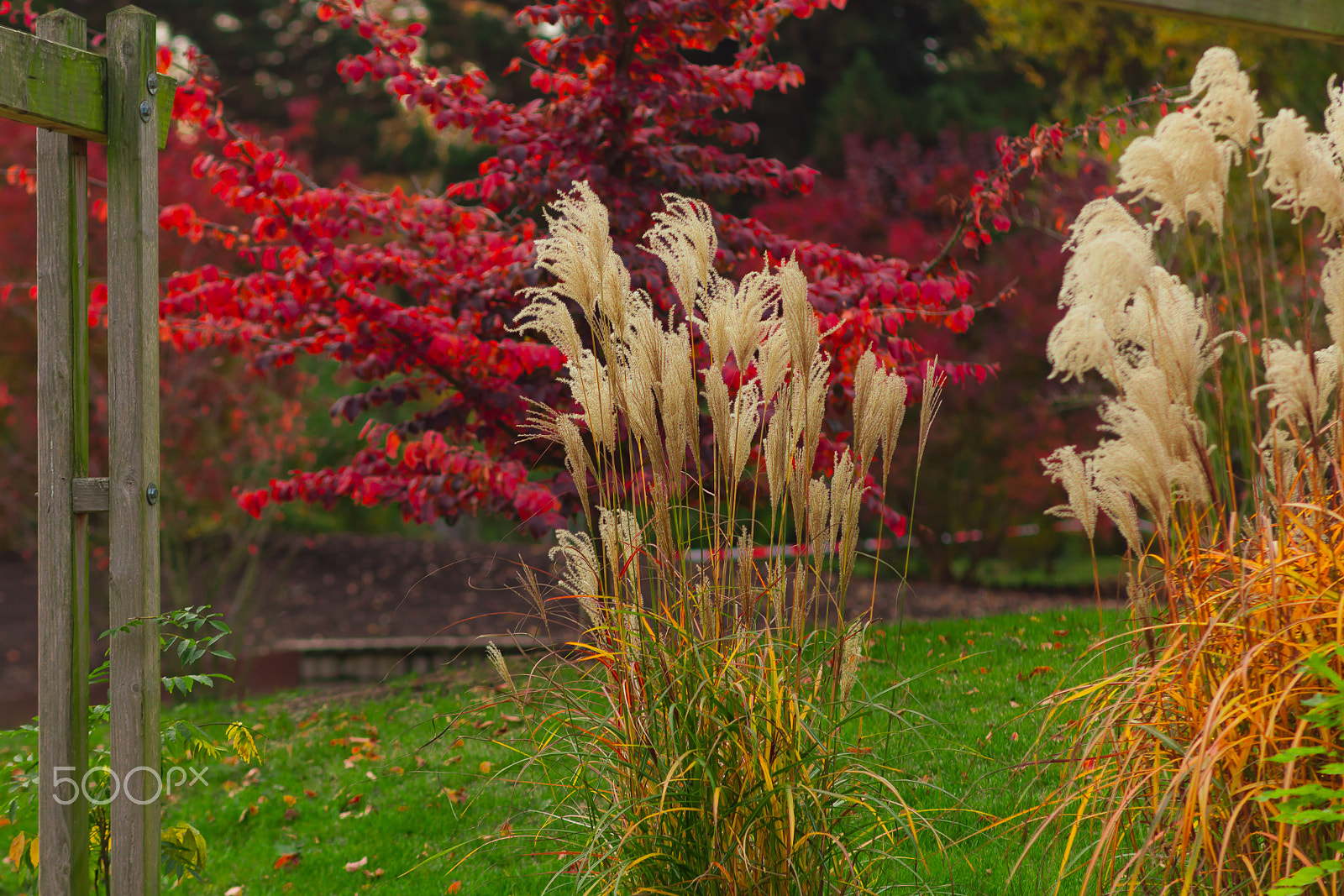 Canon EOS 5D Mark II sample photo. Autumn photography