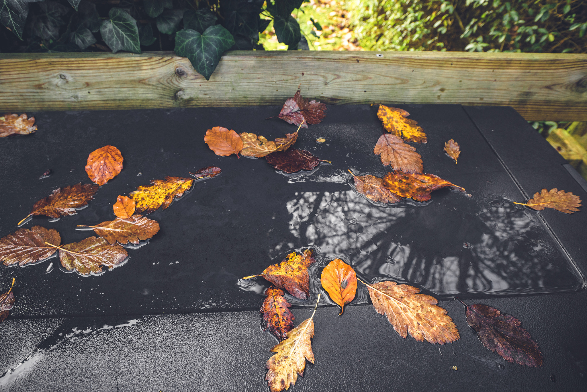 Sony a7R + Sony Vario-Sonnar T* 16-35mm F2.8 ZA SSM sample photo. Autumn leaves in a puddle after the rain photography