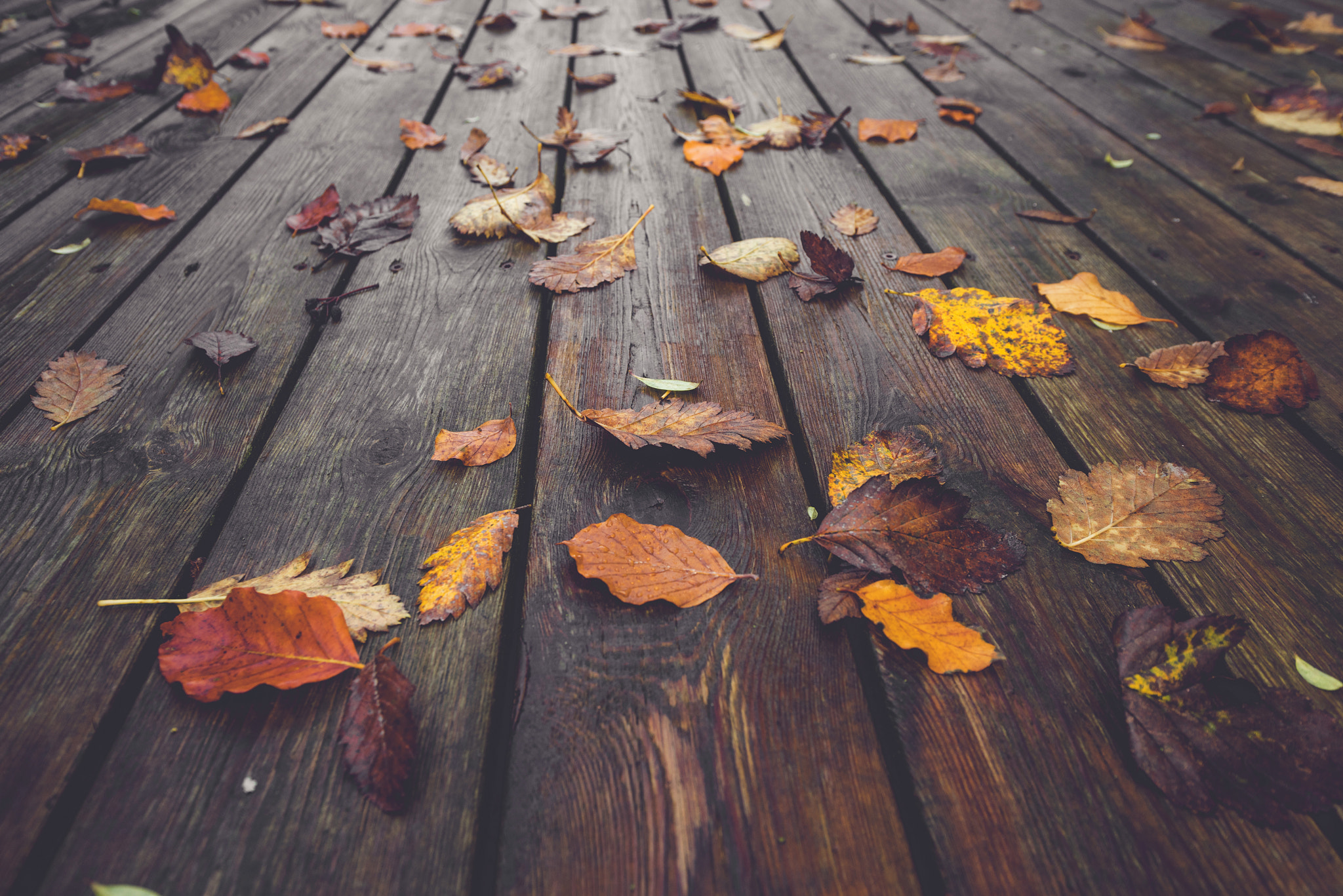 Sony a7R + Sony Vario-Sonnar T* 16-35mm F2.8 ZA SSM sample photo. Autumn season with colorful autumn leaves photography