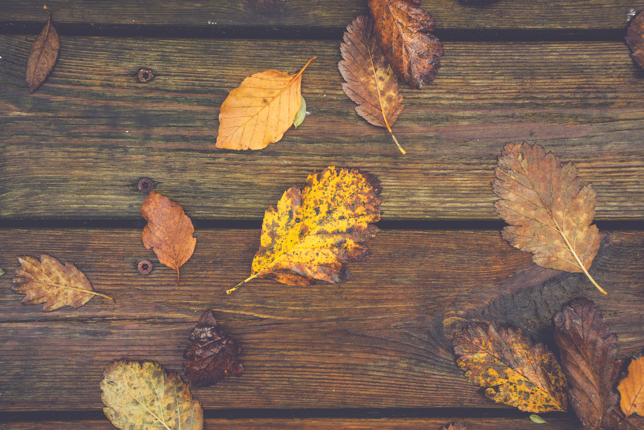 Sony a7R + Sony Vario-Sonnar T* 16-35mm F2.8 ZA SSM sample photo. Autumn leafs on a wooden background photography