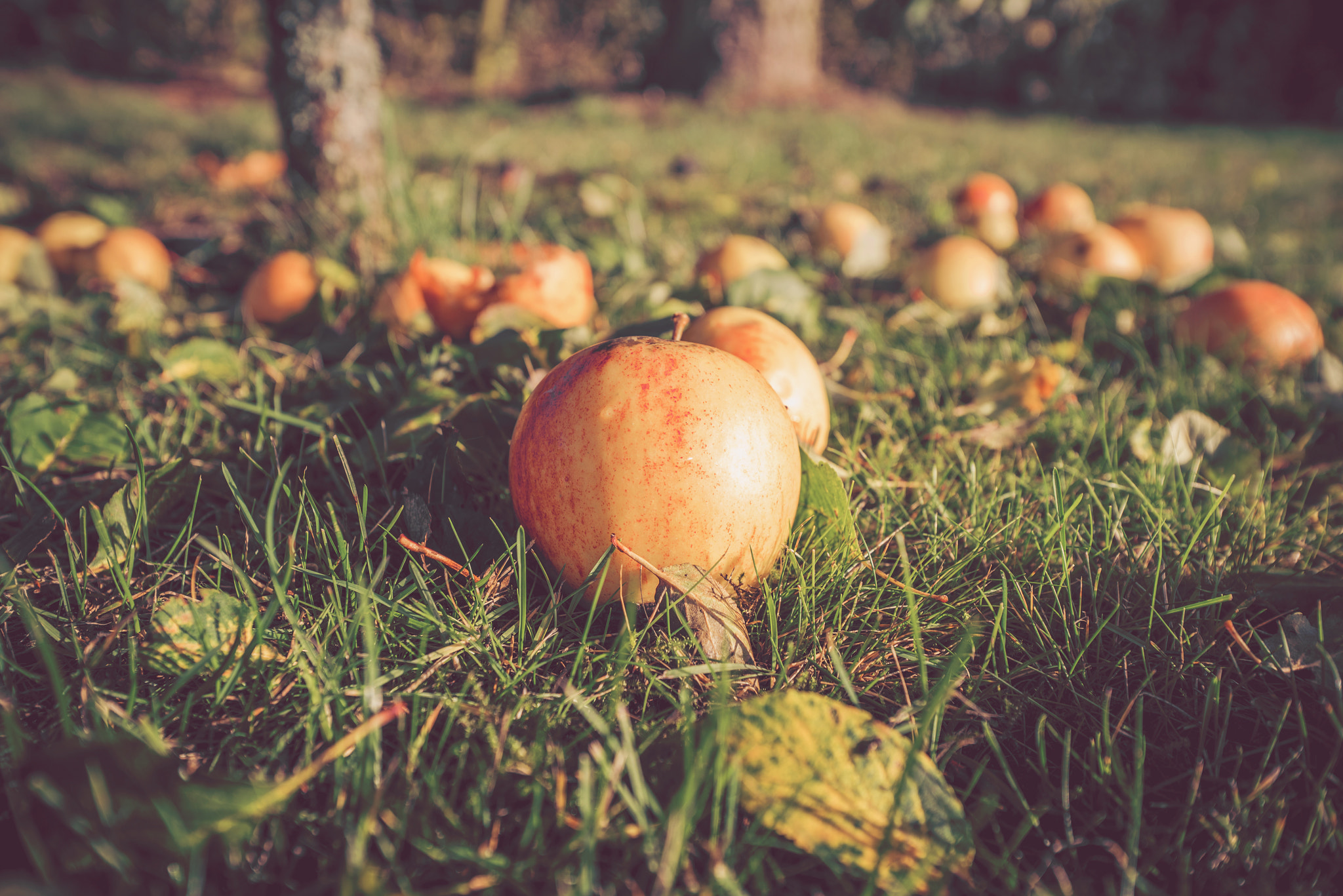 Sony a7R + Sony Vario-Sonnar T* 16-35mm F2.8 ZA SSM sample photo. Autumn apples on the ground in autumn photography