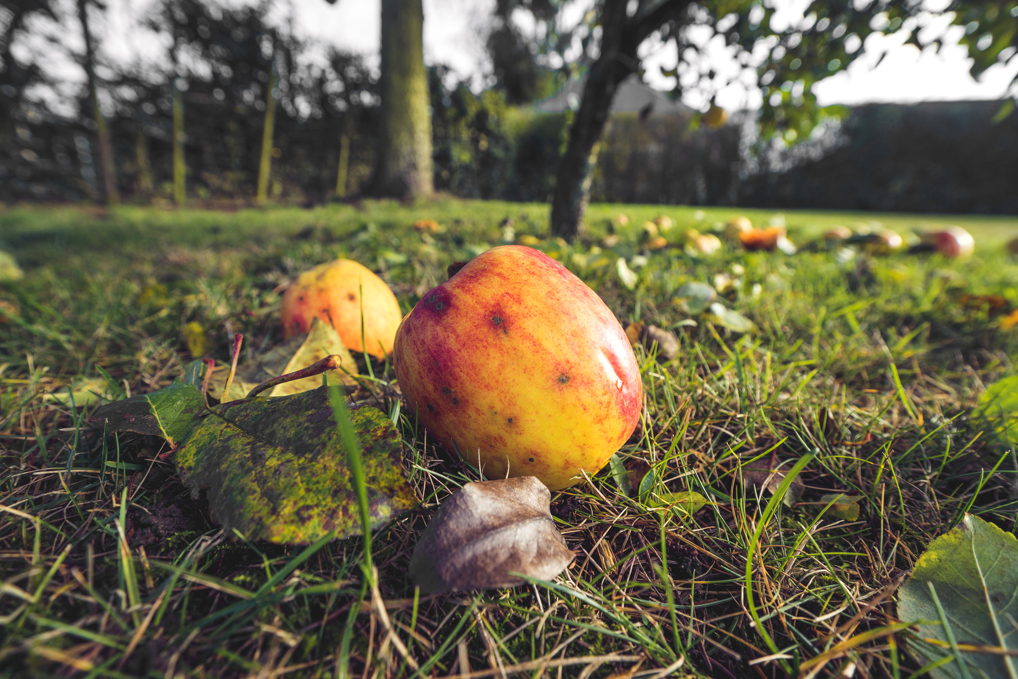 Sony a7R + Sony Vario-Sonnar T* 16-35mm F2.8 ZA SSM sample photo. Apples in autumn colors in a garden photography