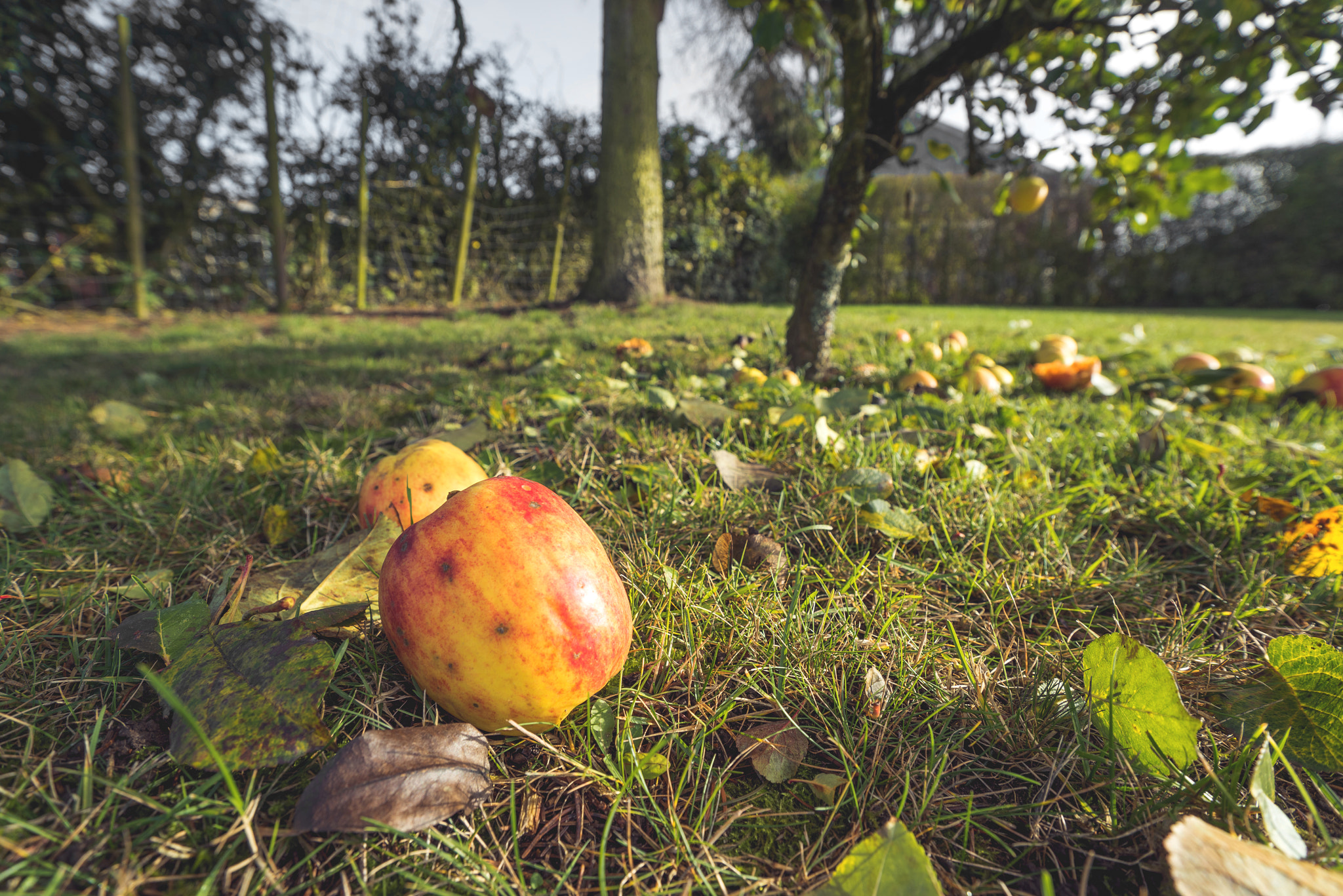 Sony a7R + Sony Vario-Sonnar T* 16-35mm F2.8 ZA SSM sample photo. Apples in autumn colors on the ground photography