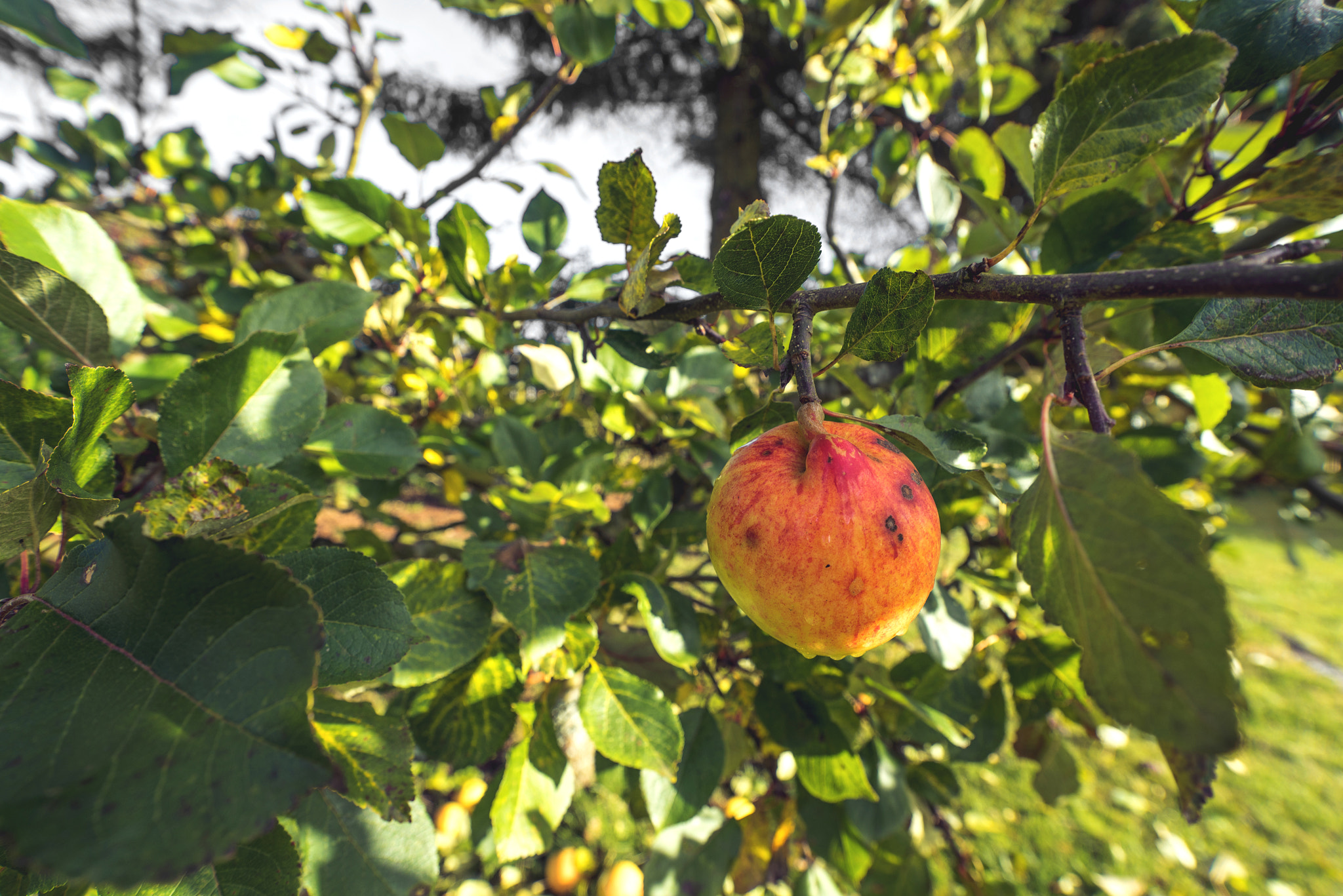 Sony a7R + Sony Vario-Sonnar T* 16-35mm F2.8 ZA SSM sample photo. Apple haning on a tree in the fall photography