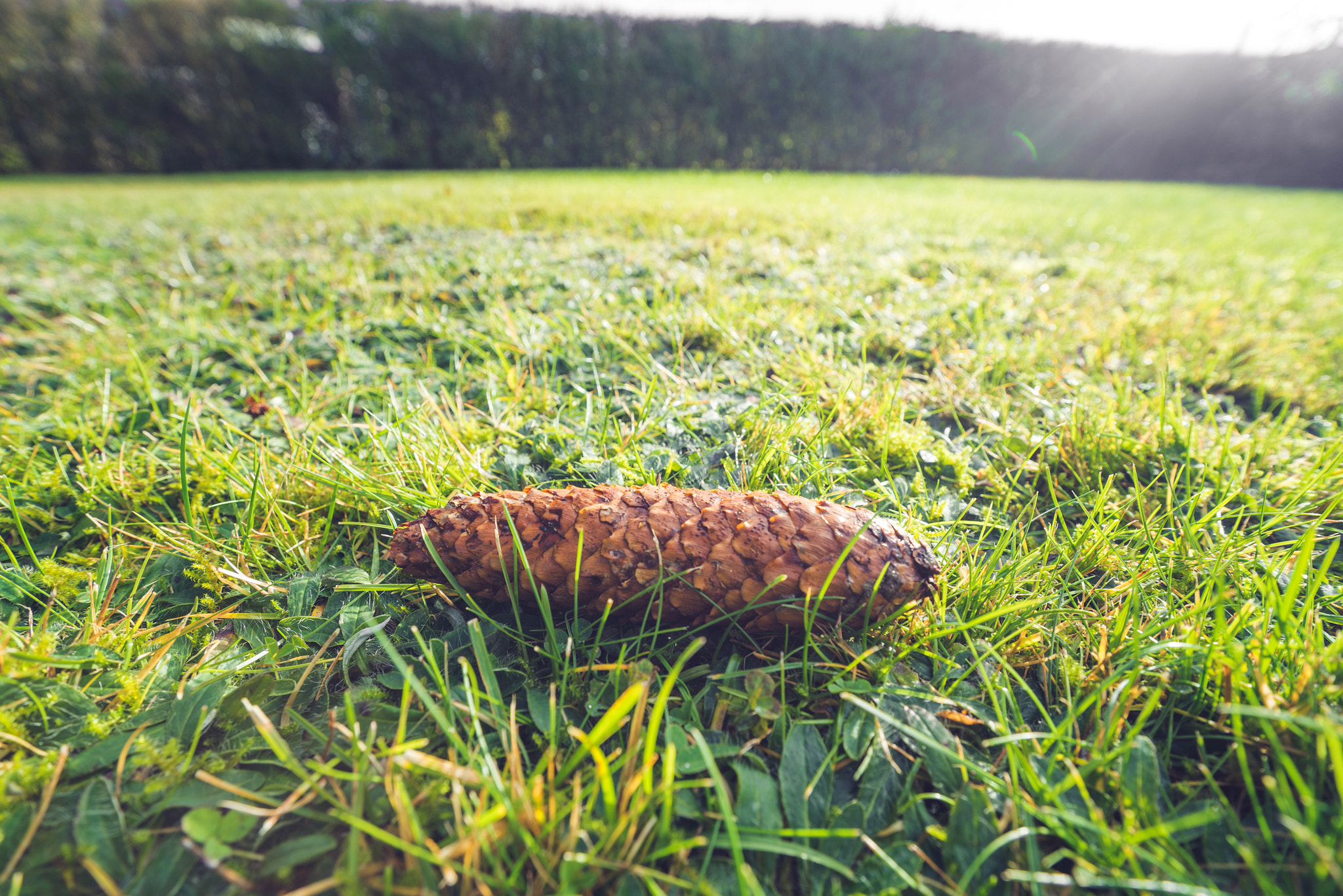 Sony a7R + Sony Vario-Sonnar T* 16-35mm F2.8 ZA SSM sample photo. Pine cone on a lawn in sunshine photography