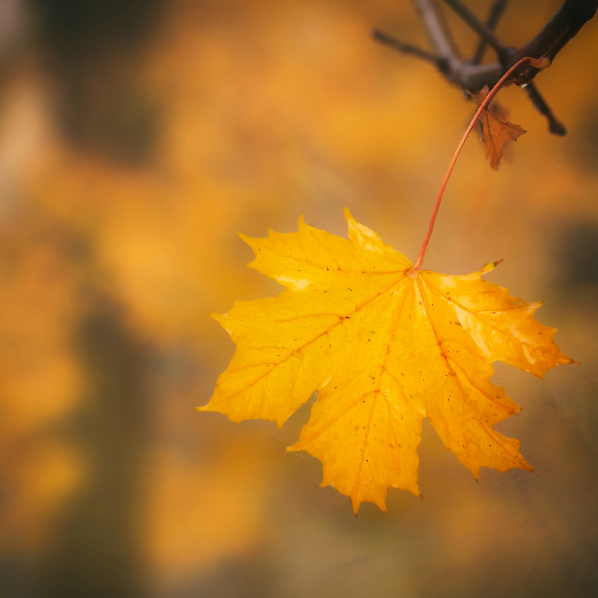 Sigma 105mm F2.8 EX DG OS HSM sample photo. Autumn photography