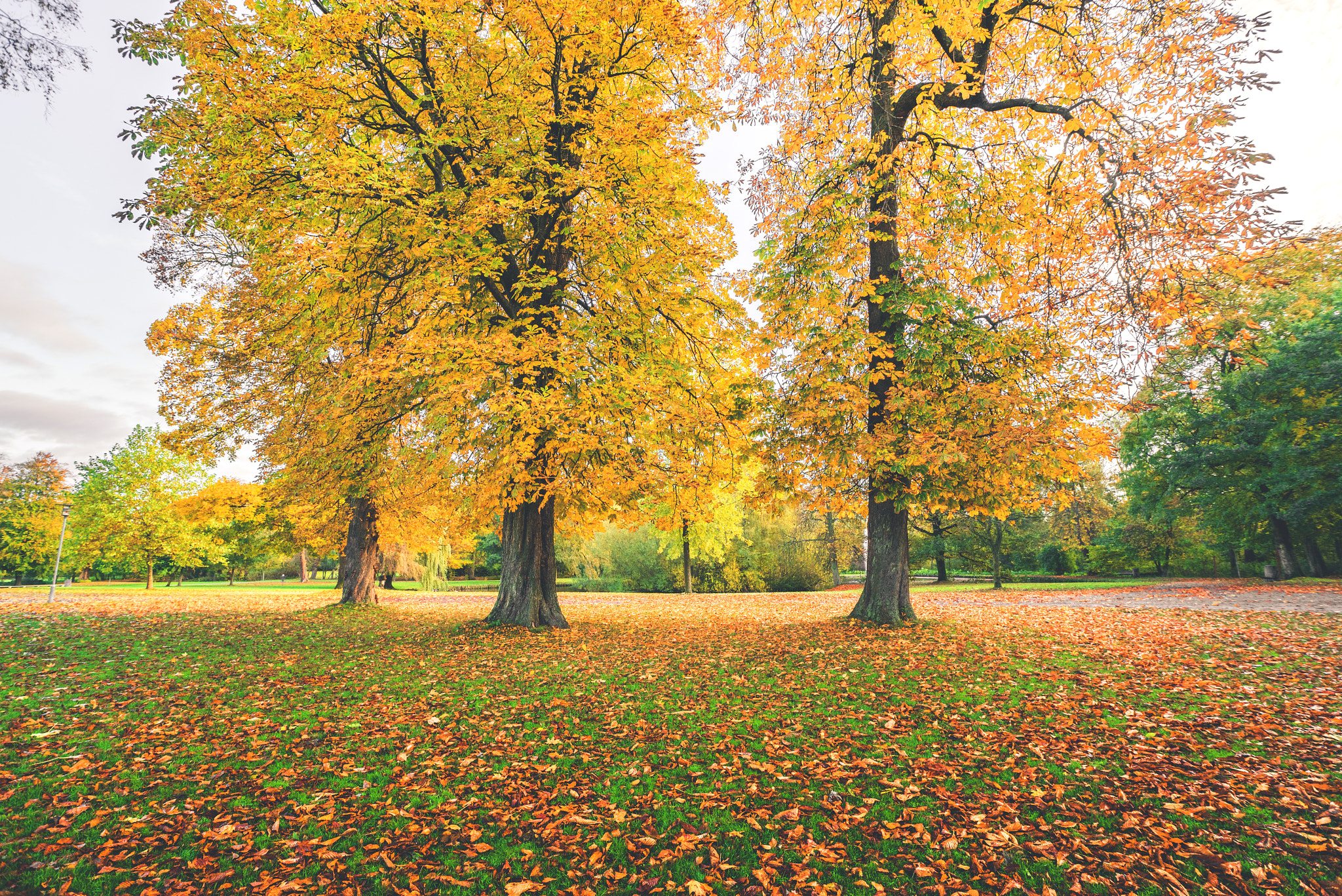 Sony a7R + Sony Vario-Sonnar T* 16-35mm F2.8 ZA SSM sample photo. Yellow autumn leaves on colorful autumn trees photography