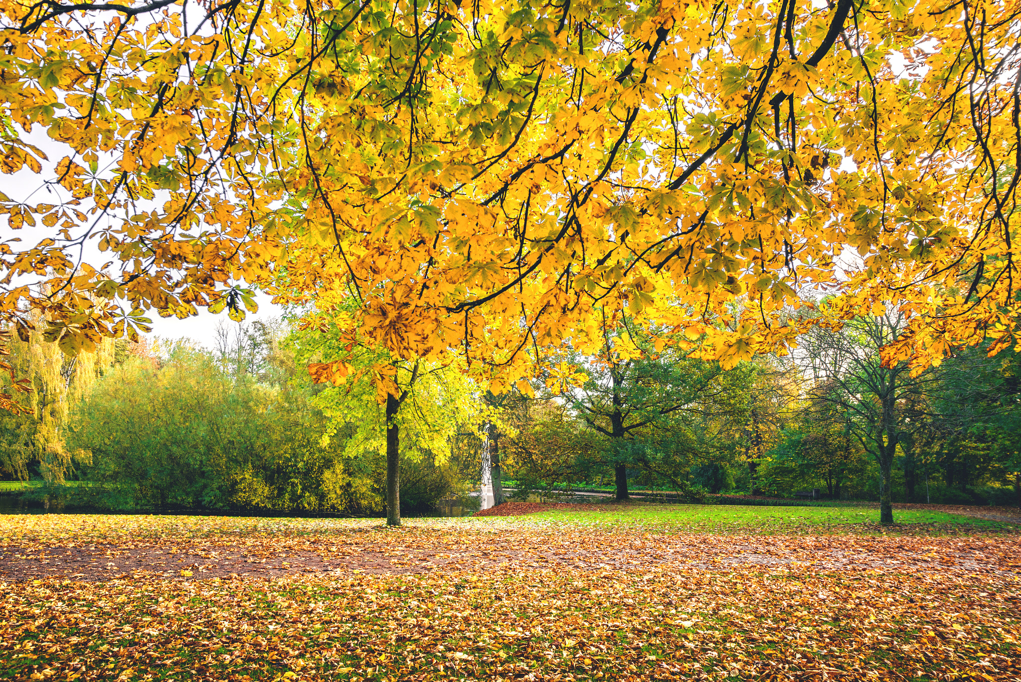 Sony a7R + Sony Vario-Sonnar T* 16-35mm F2.8 ZA SSM sample photo. Autumn branches with yellow leaves photography