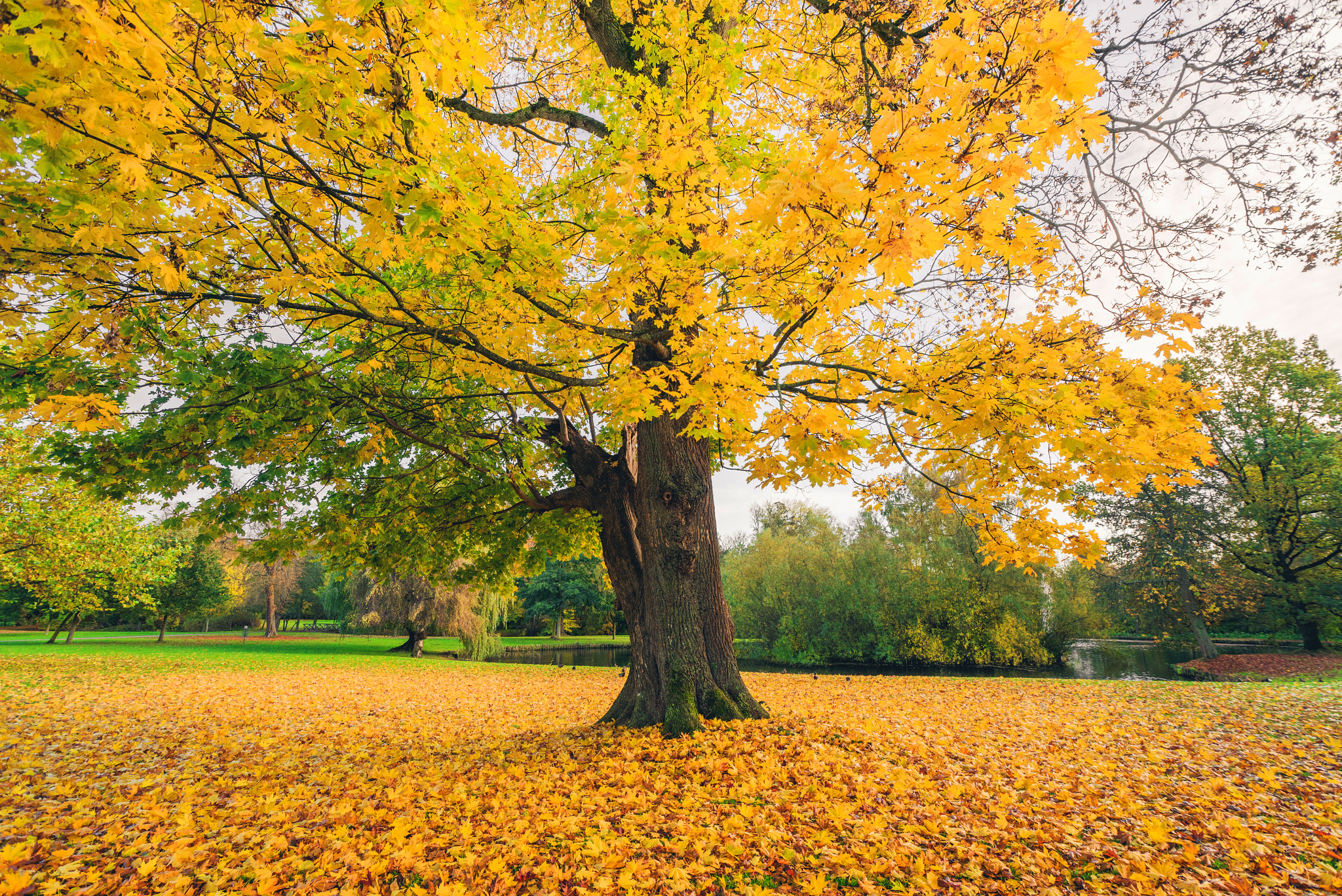 Sony a7R + Sony Vario-Sonnar T* 16-35mm F2.8 ZA SSM sample photo. Large tree in a park in autumn photography