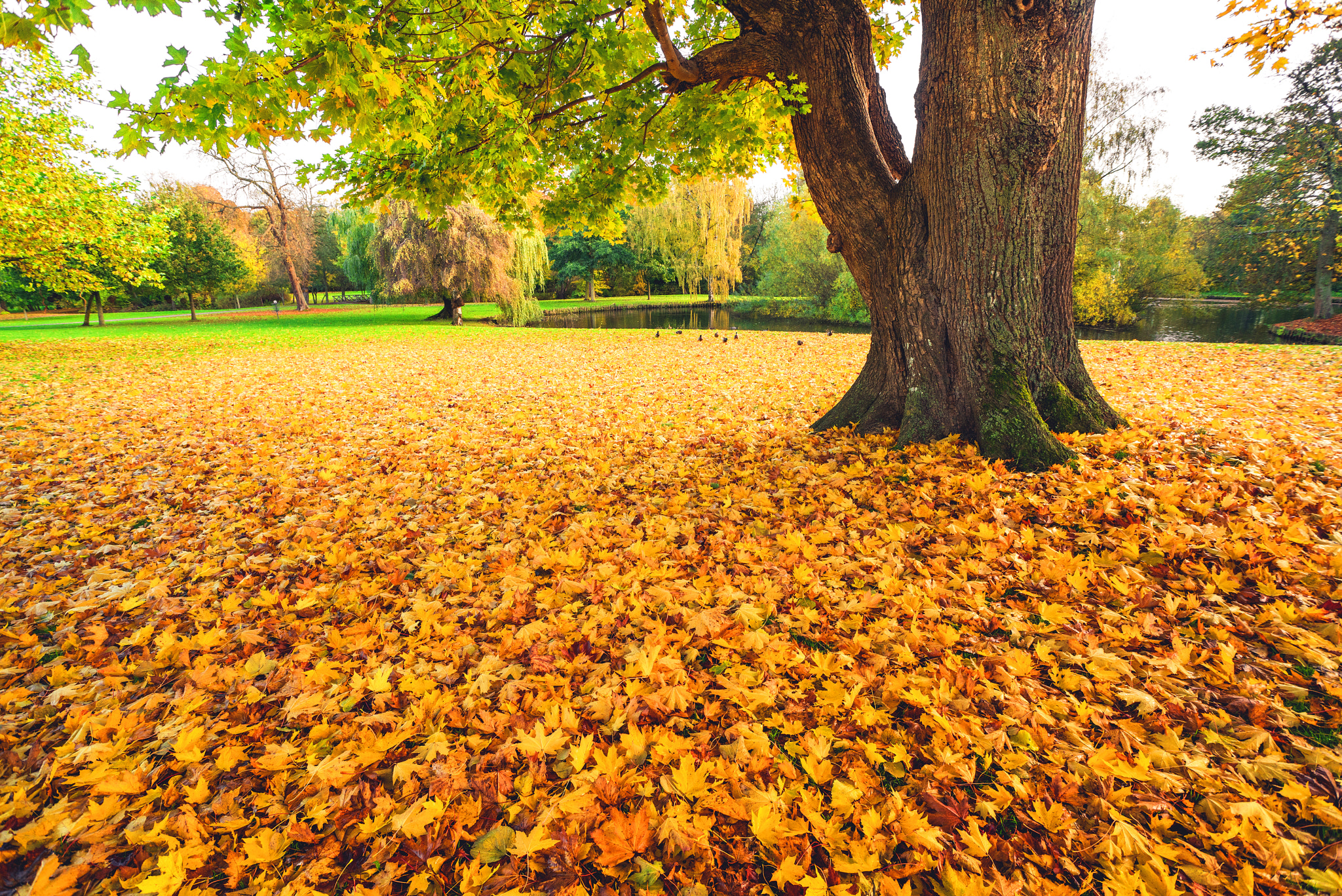 Sony a7R + Sony Vario-Sonnar T* 16-35mm F2.8 ZA SSM sample photo. Autumn maple leaves in yellow colors photography