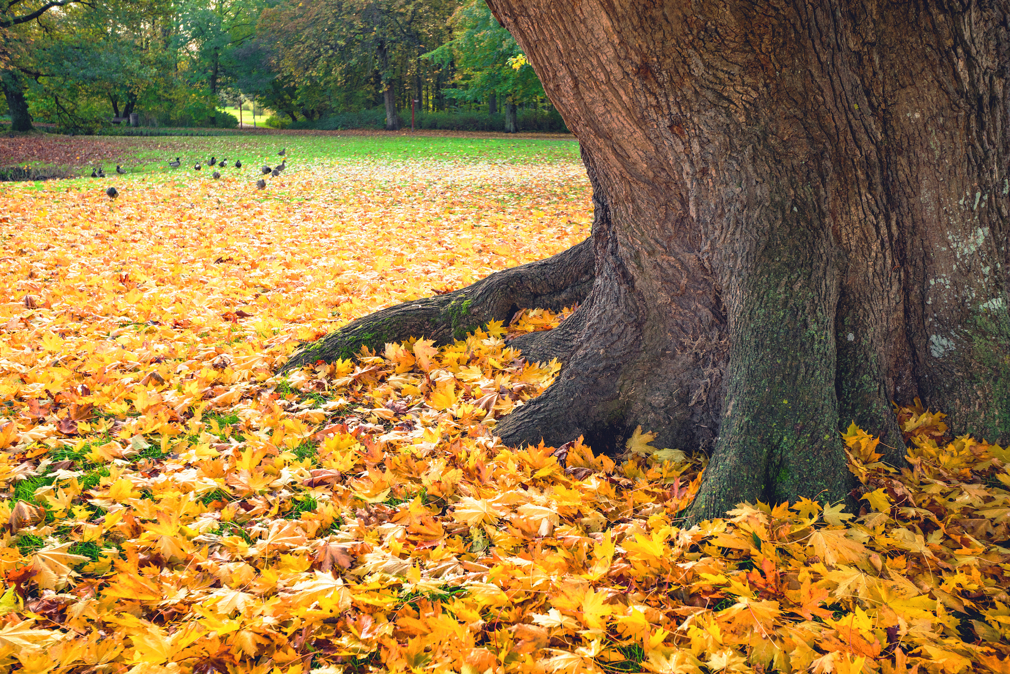 Sony a7R + Sony Vario-Sonnar T* 16-35mm F2.8 ZA SSM sample photo. Autumn scene in a park with yellow autumn maple photography