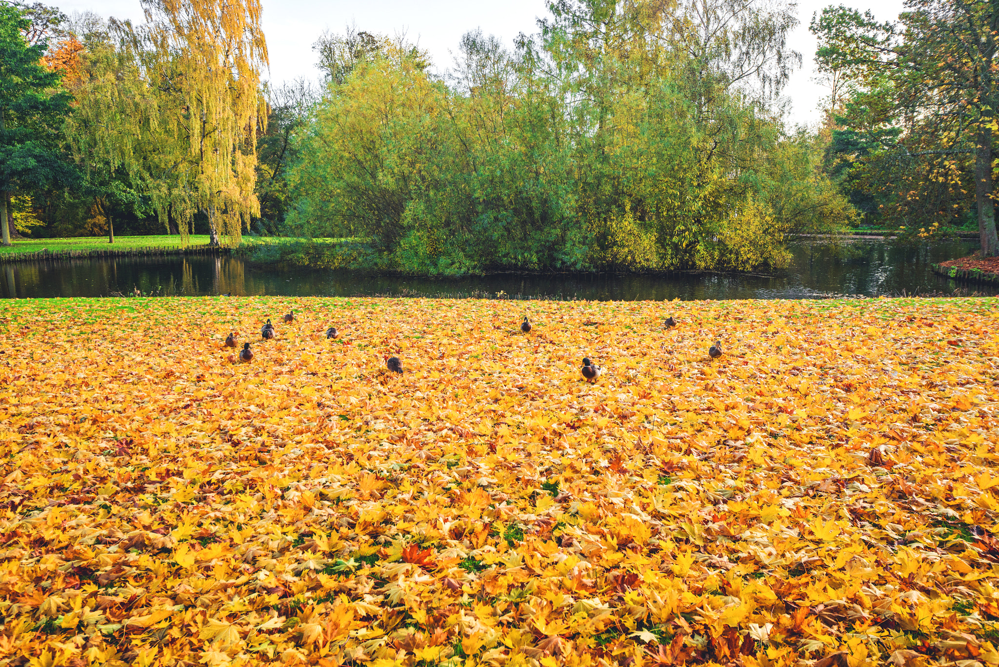 Sony a7R + Sony Vario-Sonnar T* 16-35mm F2.8 ZA SSM sample photo. Autumn leaves covering the ground near a lake photography