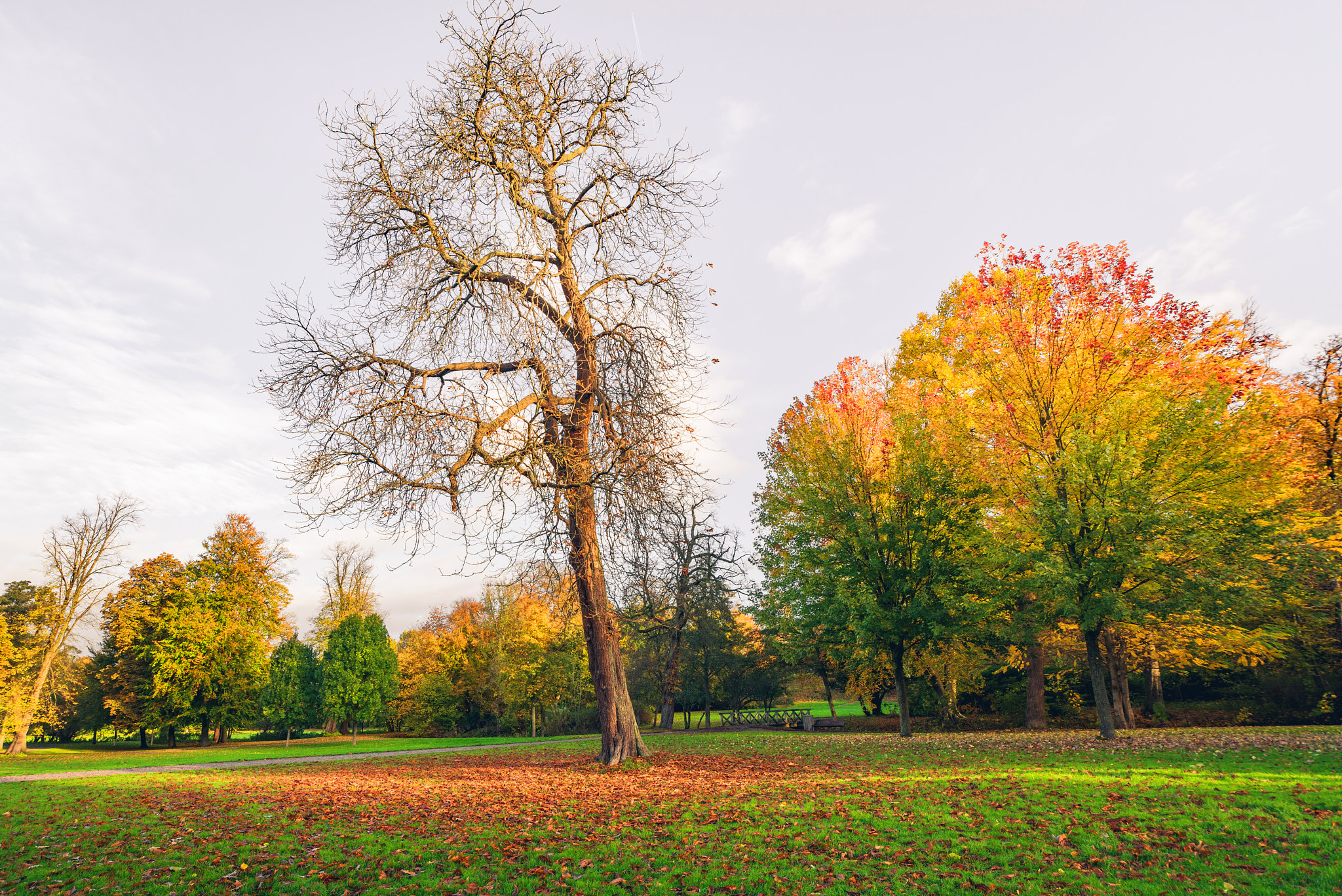 Sony a7R + Sony Vario-Sonnar T* 16-35mm F2.8 ZA SSM sample photo. Autumn landscape with a large tree photography