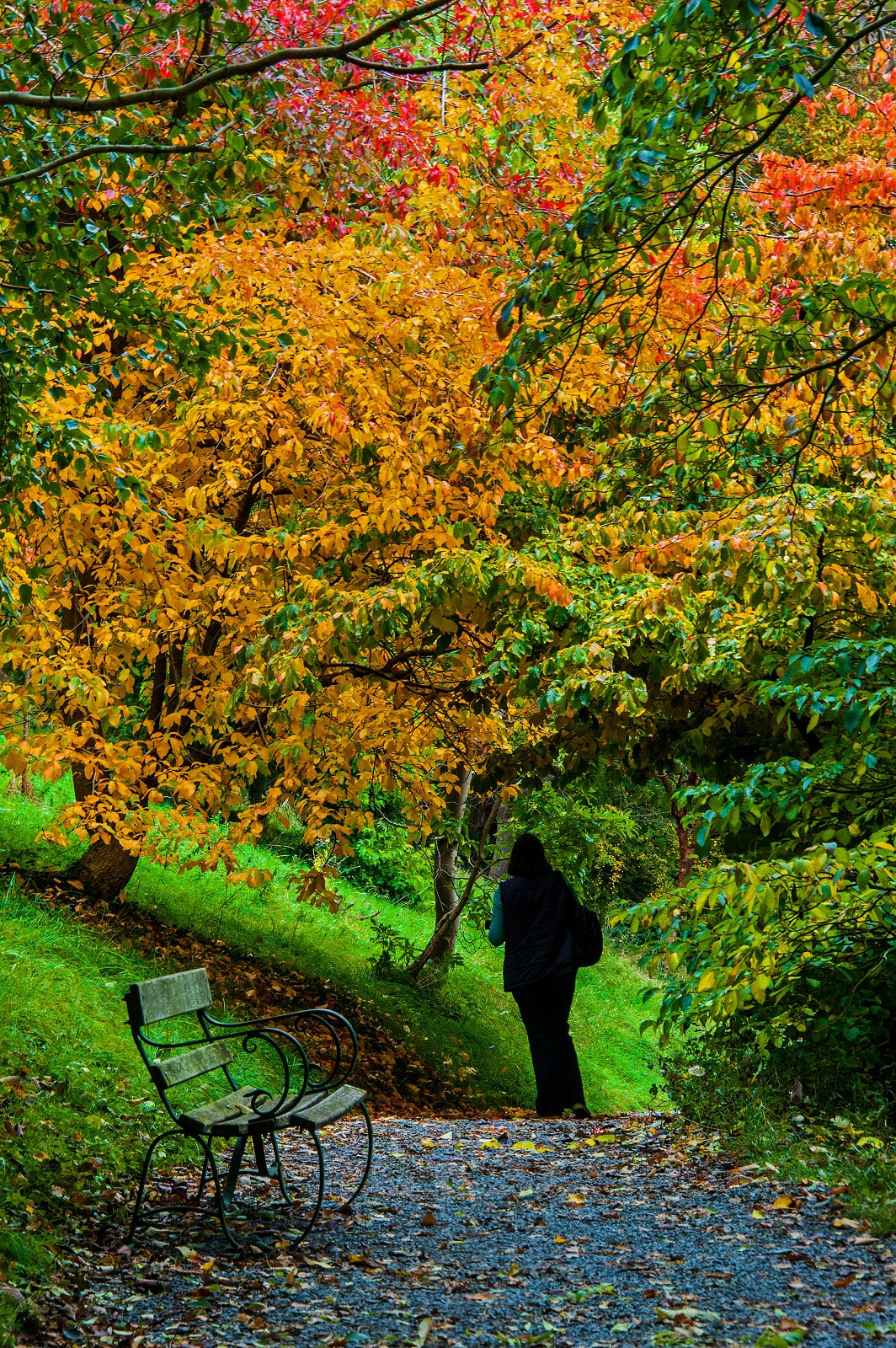 Nikon D3 sample photo. Autumn walk photography