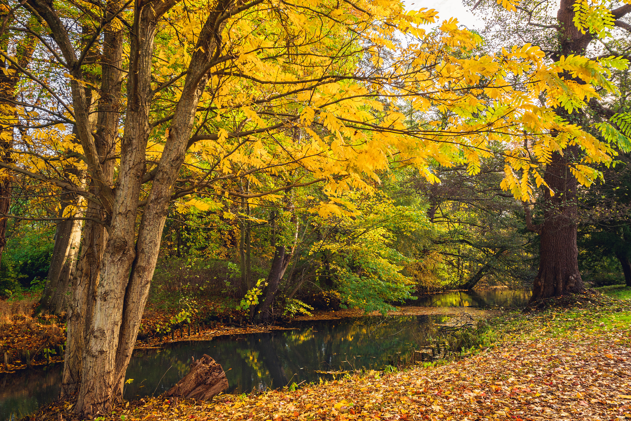 Sony a7R + Sony Vario-Sonnar T* 16-35mm F2.8 ZA SSM sample photo. Autumn scenery with yellow leaves on trees photography