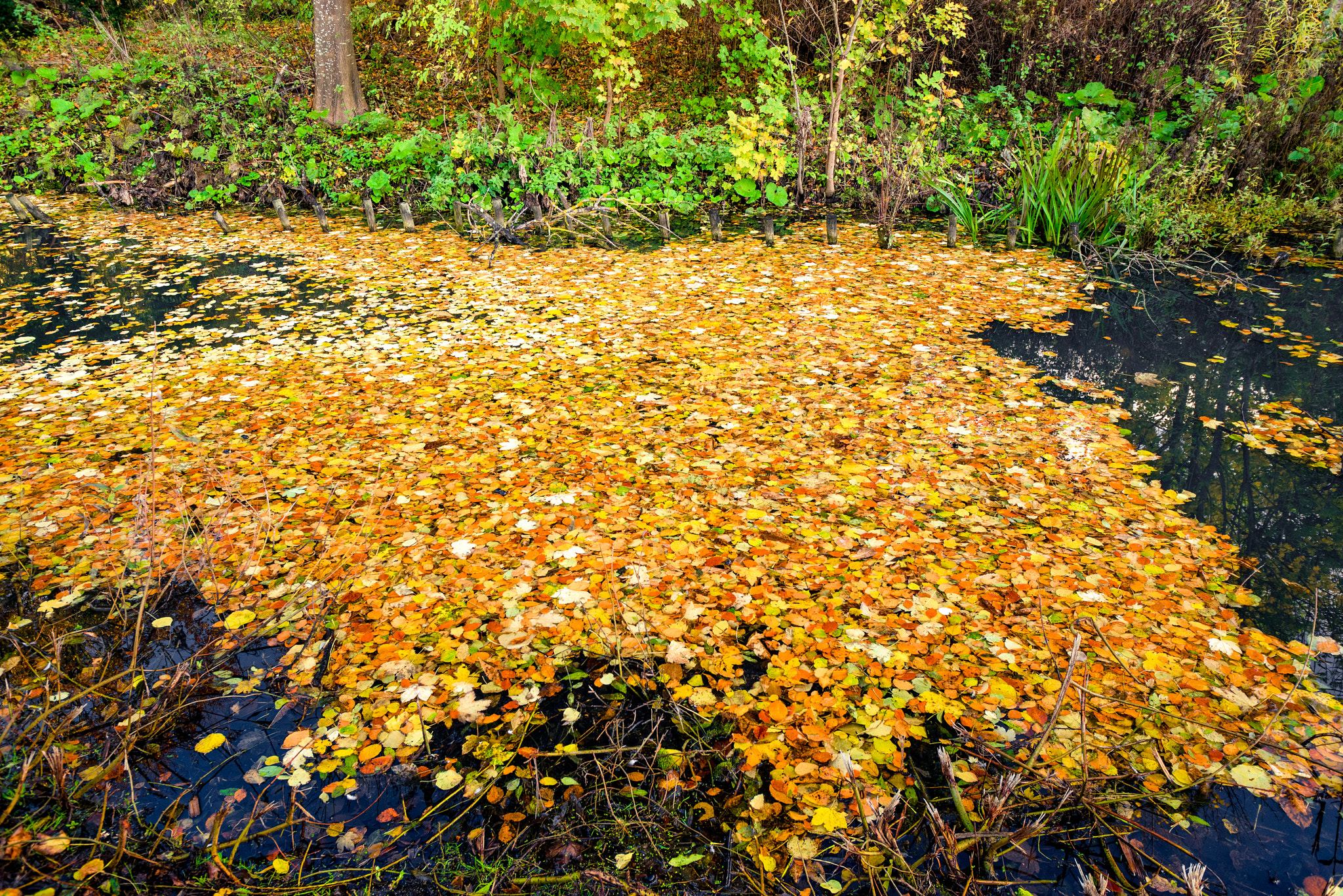 Sony a7R + Sony Vario-Sonnar T* 16-35mm F2.8 ZA SSM sample photo. Lake covered with colorful autumn leaves photography