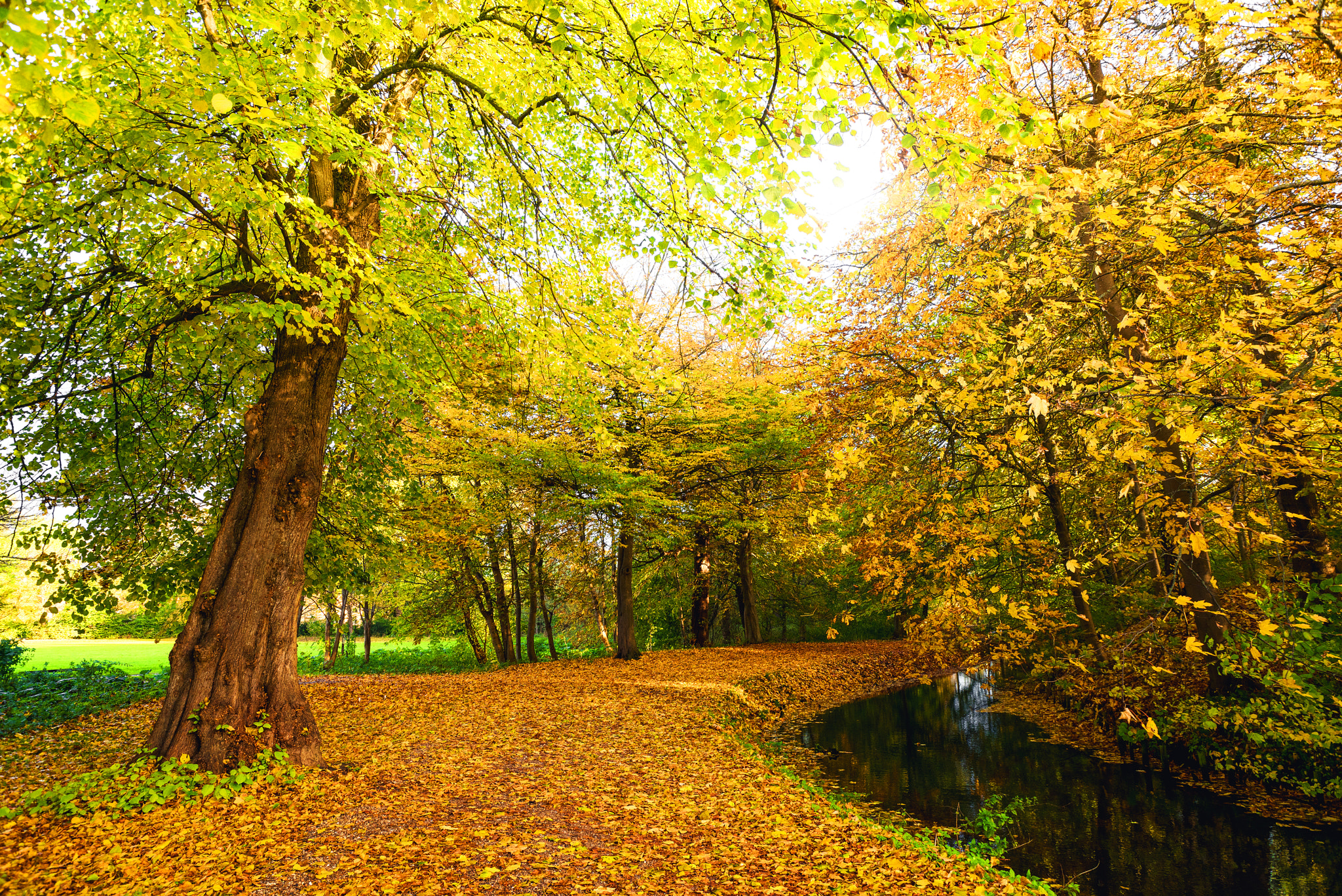 Sony a7R + Sony Vario-Sonnar T* 16-35mm F2.8 ZA SSM sample photo. Autumn nature with a trail photography