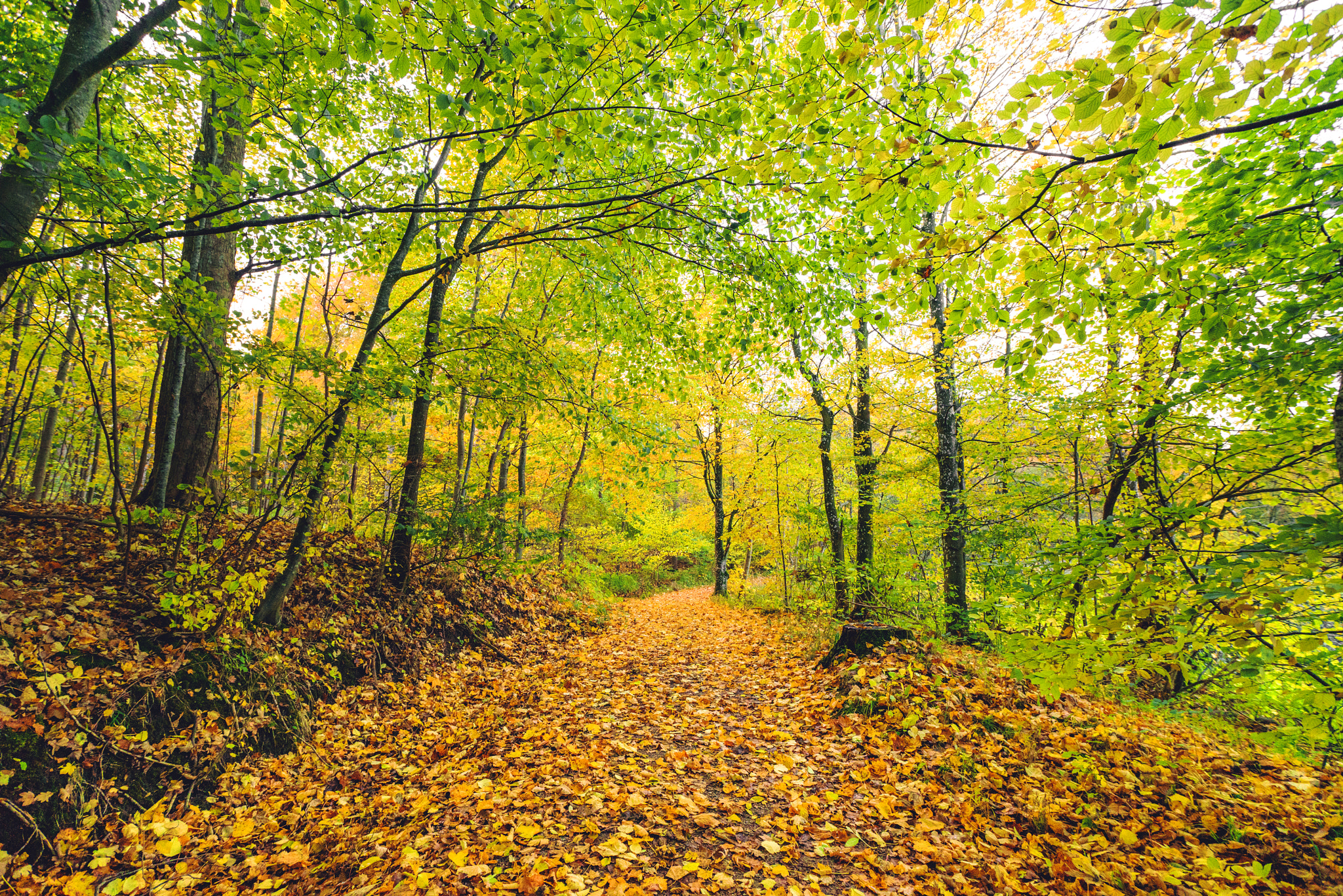 Sony a7R + Sony Vario-Sonnar T* 16-35mm F2.8 ZA SSM sample photo. Forest trail in autumn photography