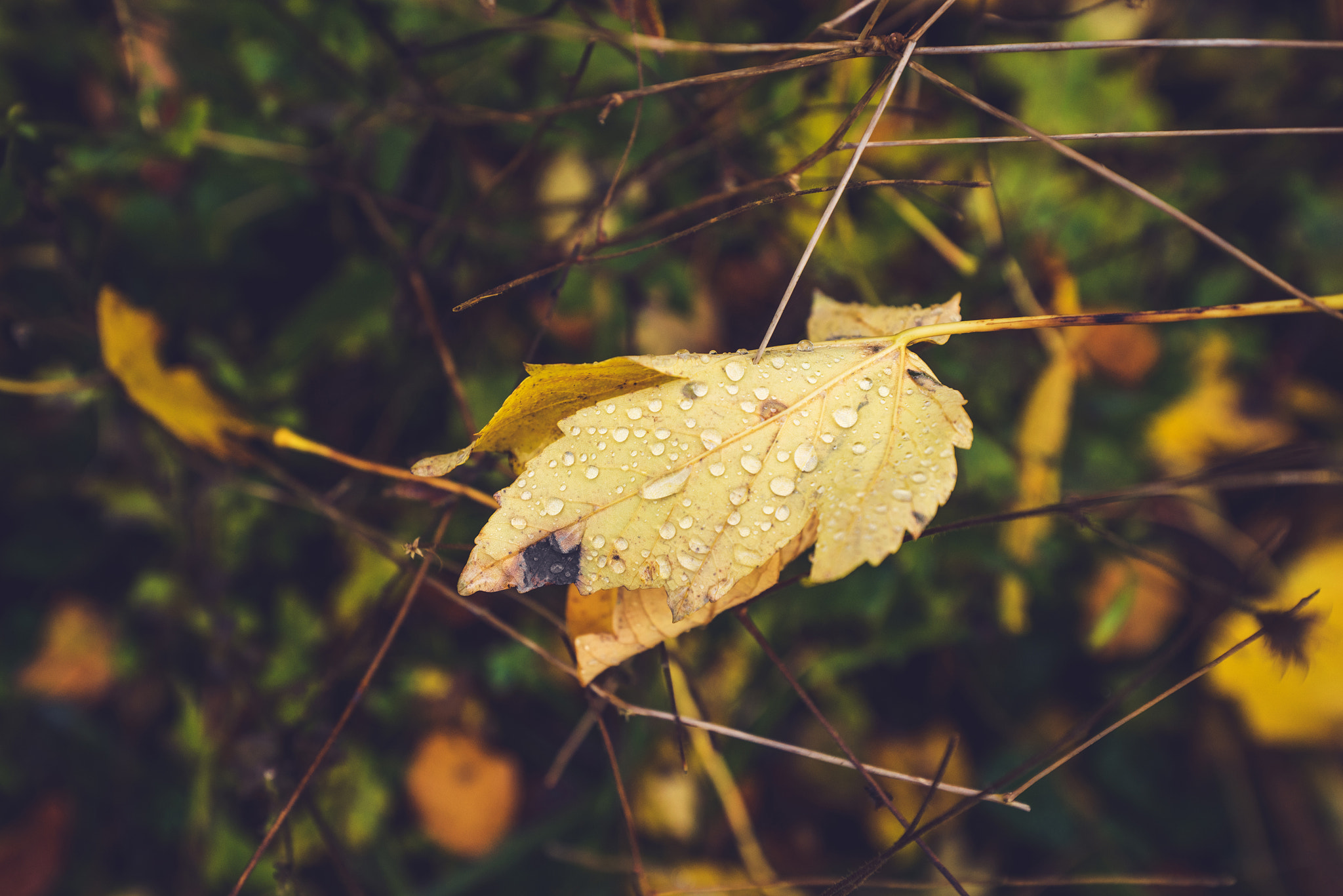 Sony a7R + Sony Vario-Sonnar T* 16-35mm F2.8 ZA SSM sample photo. Autumn maple leaf with dew drops photography