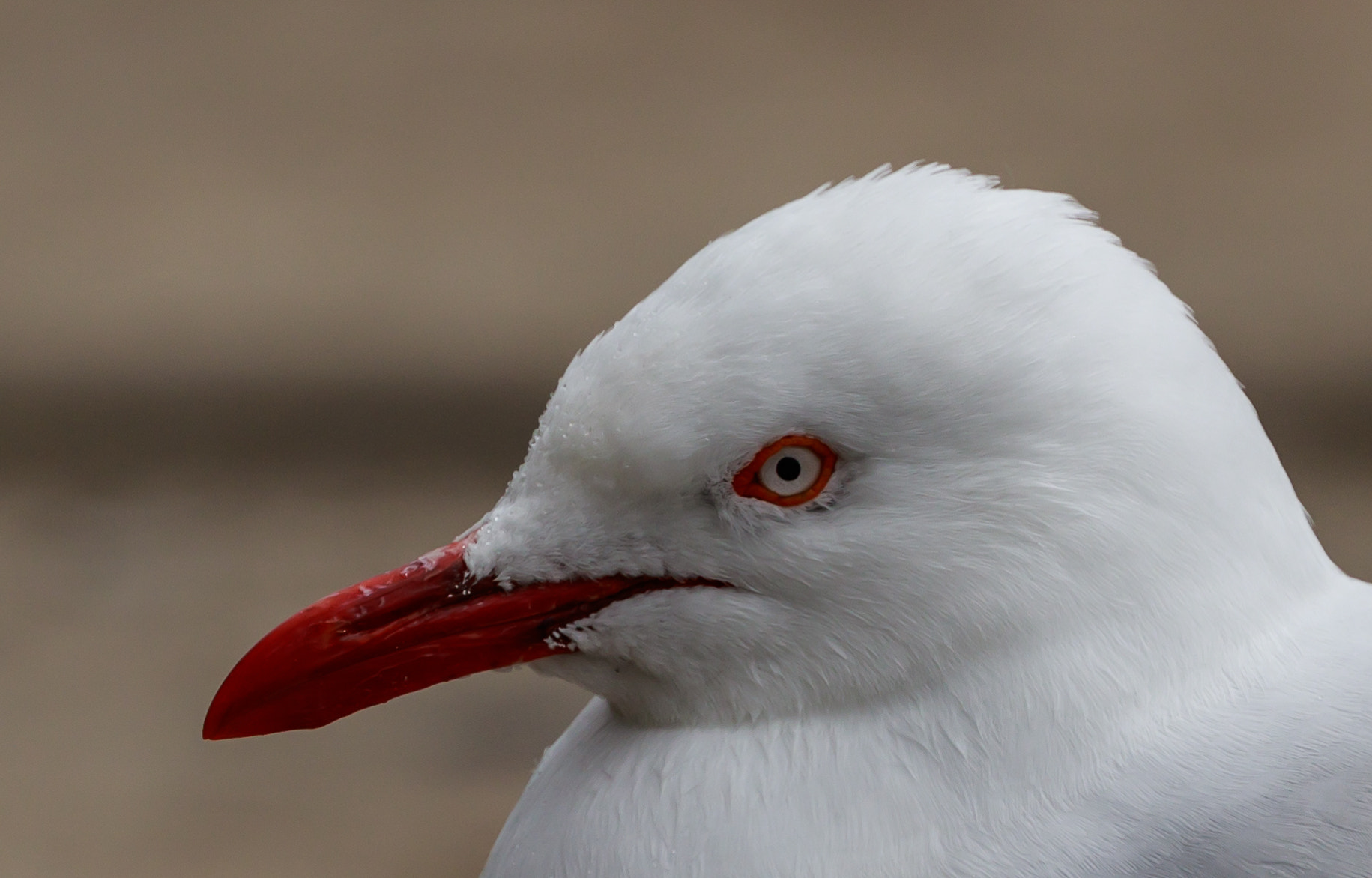 Canon EOS 7D Mark II + Canon EF 400mm F4 DO IS II USM sample photo. The eye of the seagull photography