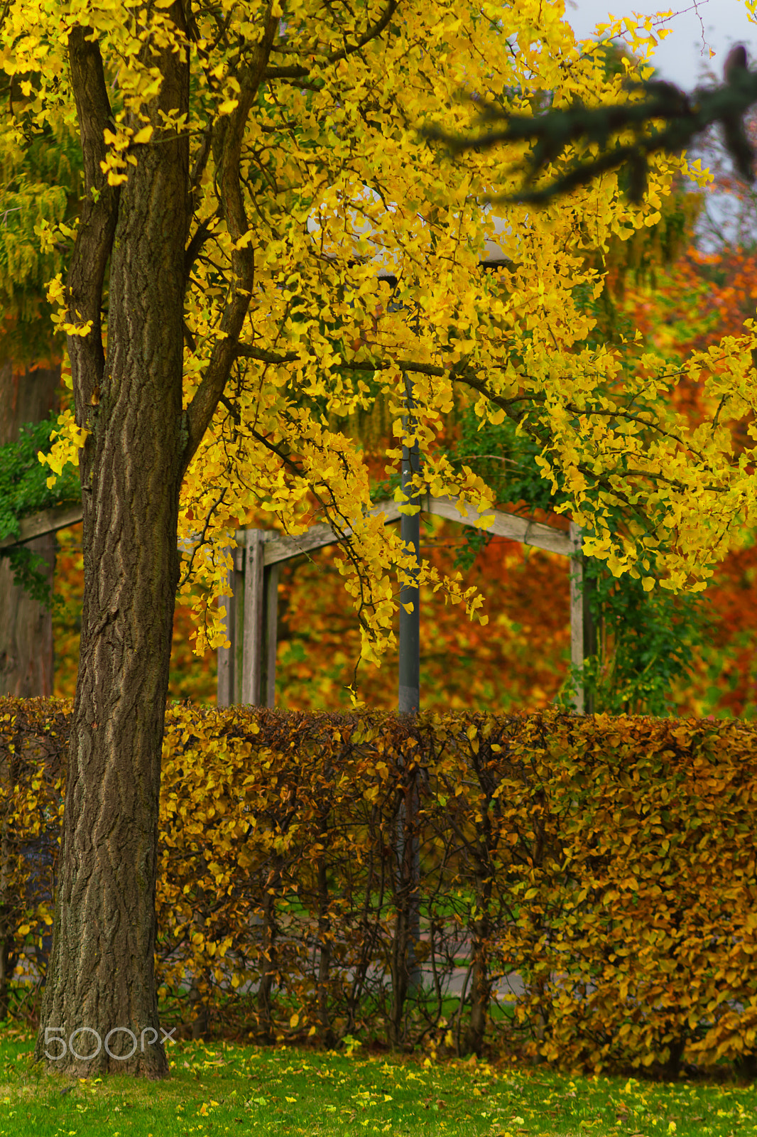 Canon EOS 5D Mark II + Canon EF 135mm F2.8 SF sample photo. Fall photography