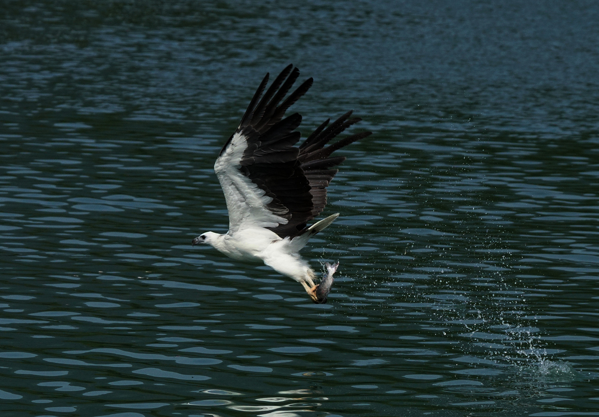 Sony 70-400mm F4-5.6 G SSM II sample photo. I catch my fish photography
