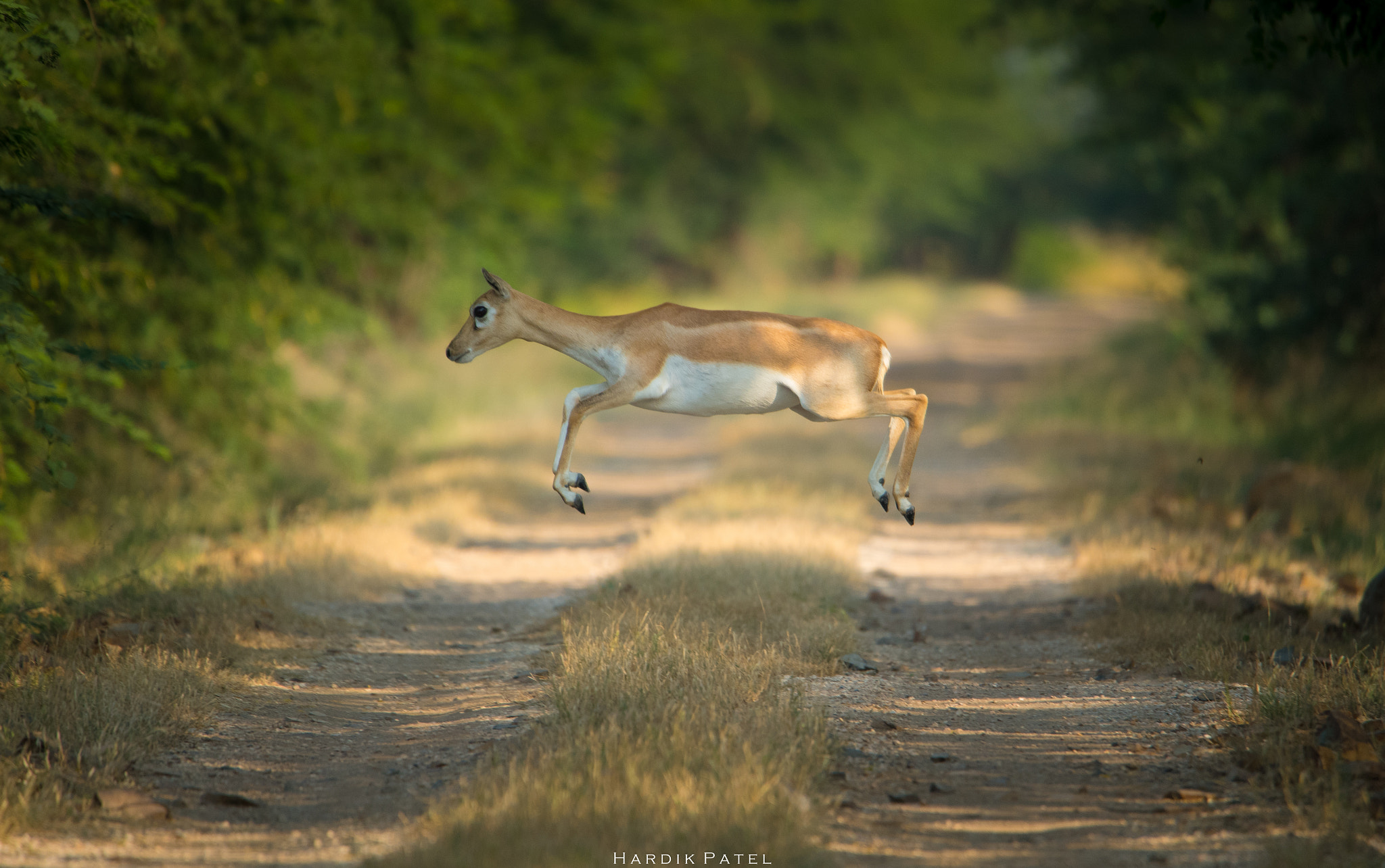 Nikon D5 sample photo. Blackbuck.. photography
