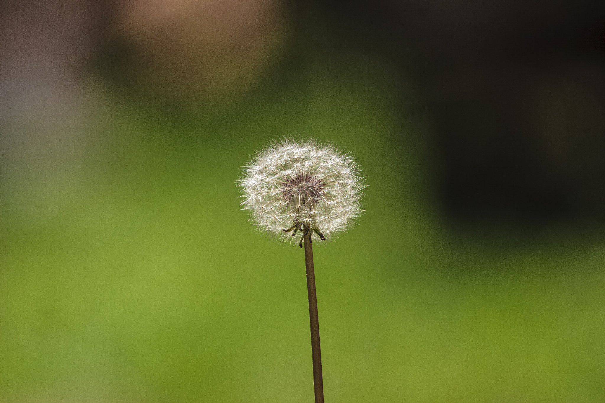Canon EF 100-400mm F4.5-5.6L IS USM sample photo. Dandelion photography