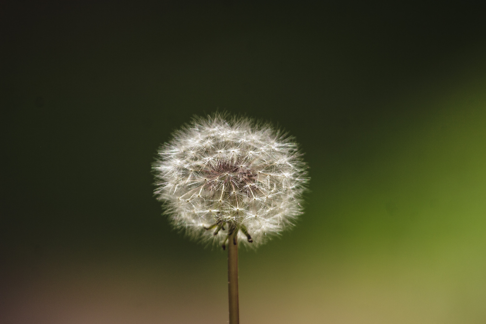 Canon EOS 30D + Canon EF 100-400mm F4.5-5.6L IS USM sample photo. Dandelion photography