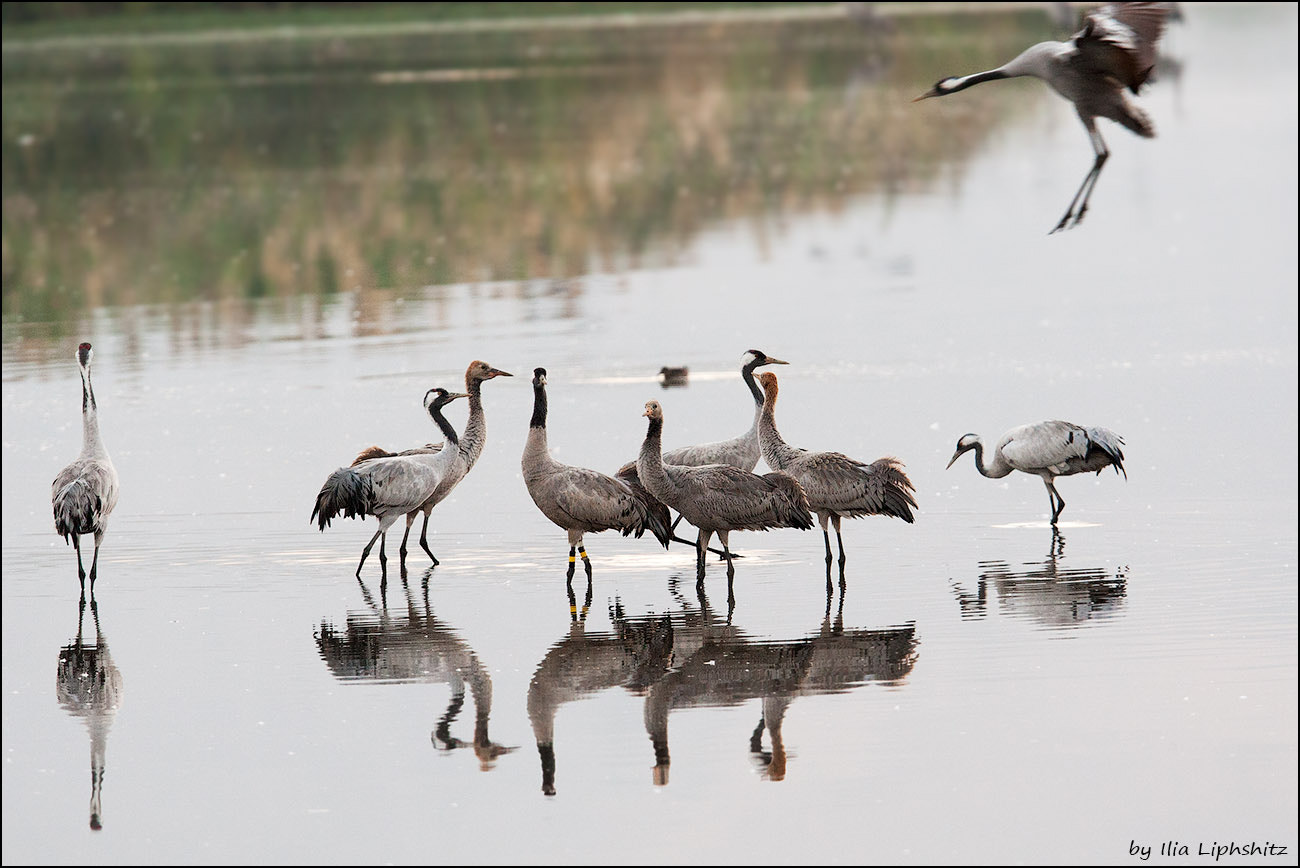 Canon EOS-1D Mark III + Canon EF 300mm F2.8L IS USM sample photo. Morning cranes №9 - landing photography