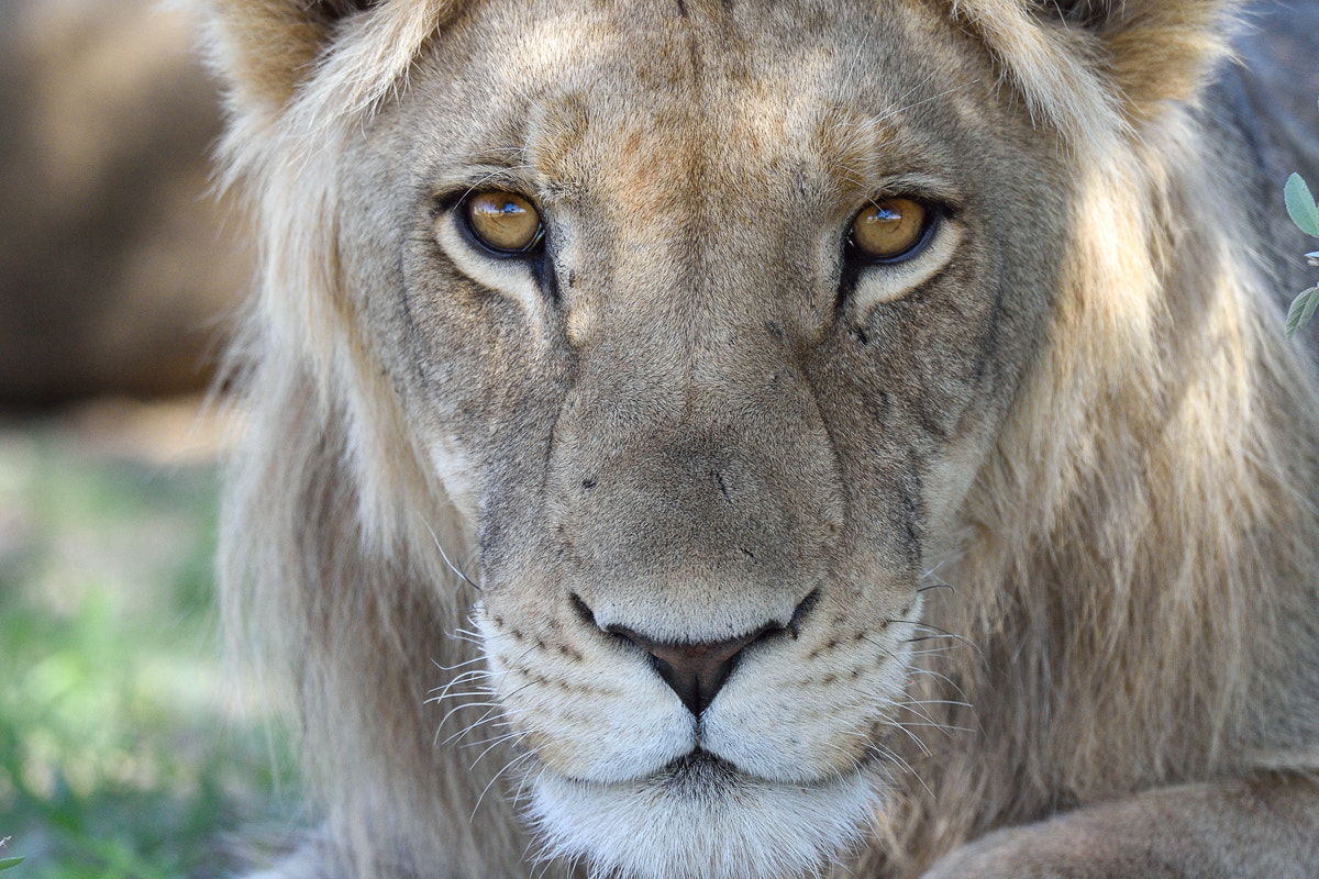 Nikon D4S + Nikon AF-S Nikkor 500mm F4G ED VR sample photo. Lion portrait photography