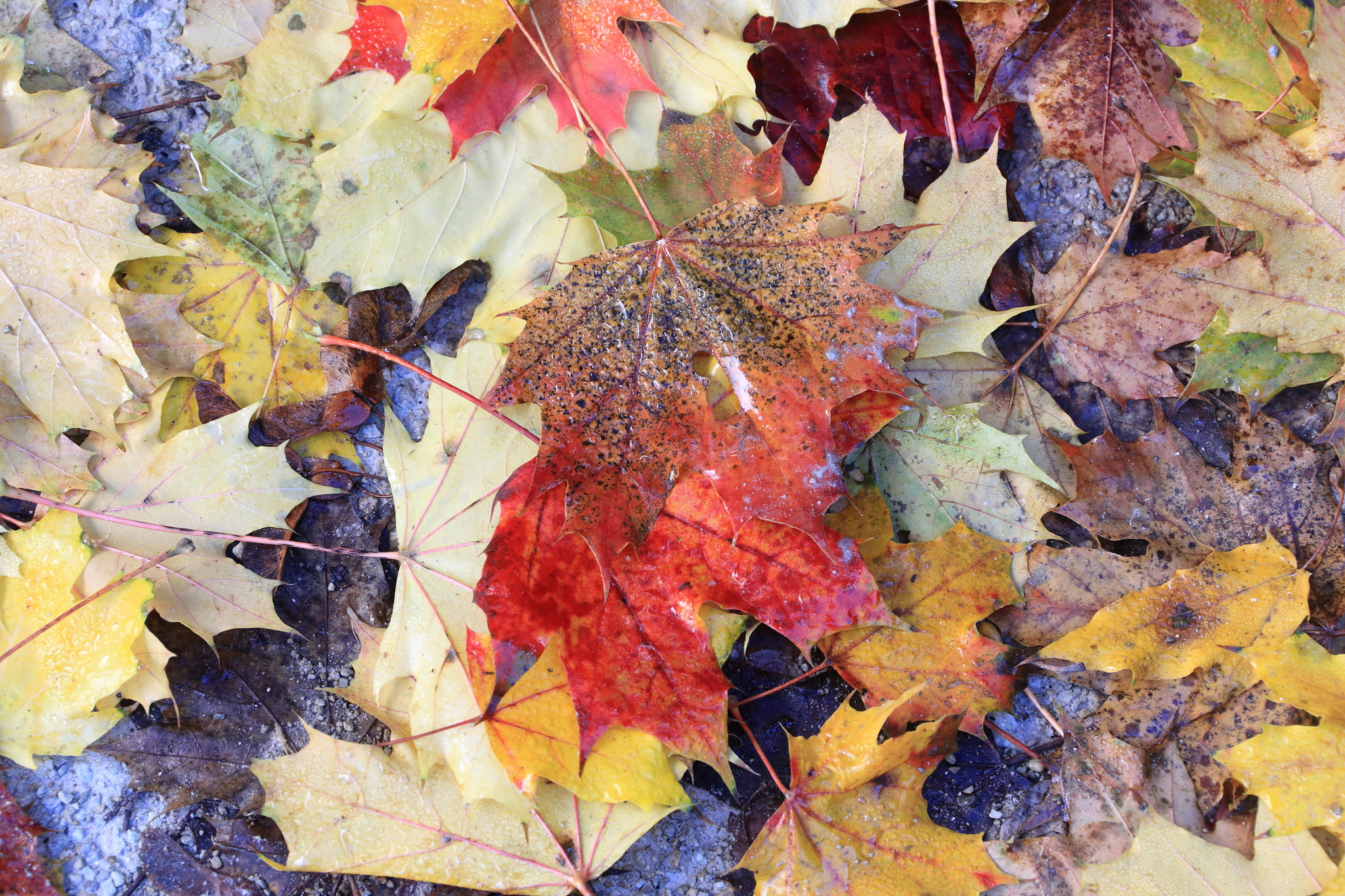 Canon EF 28-300mm F3.5-5.6L IS USM sample photo. Autumn colors! photography