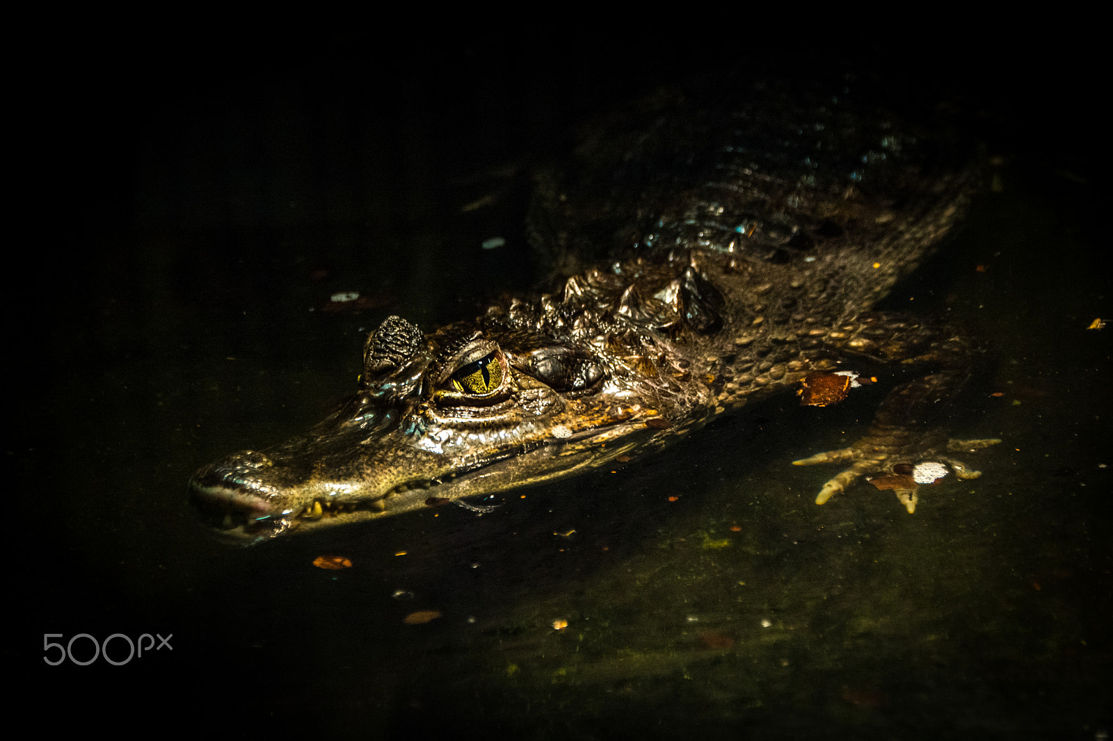 Sigma 18-200mm F3.5-6.3 II DC OS HSM sample photo. Cayman photography