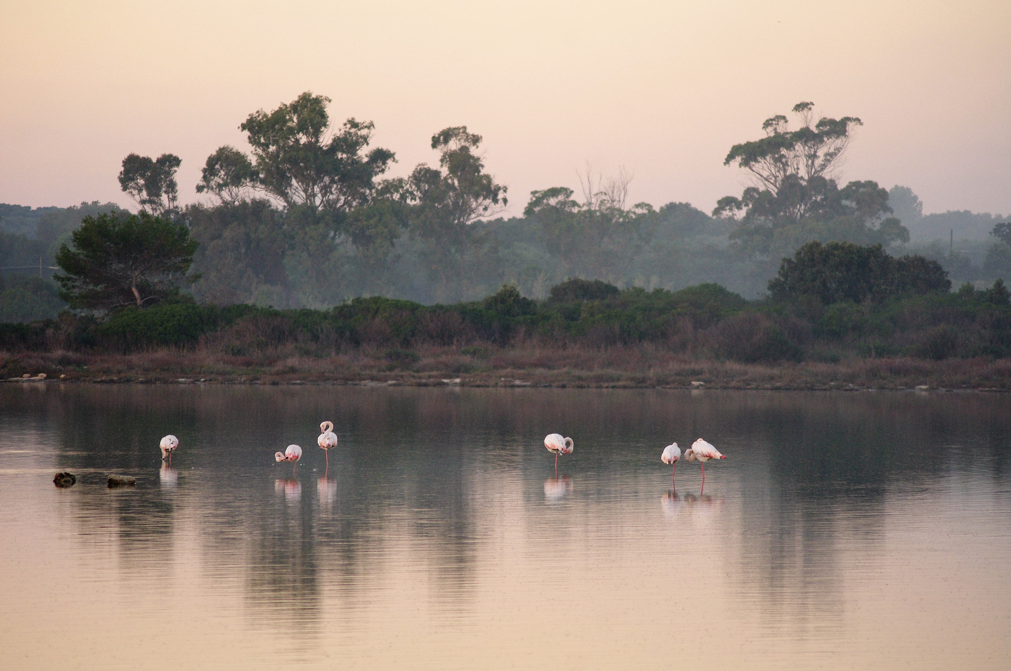 Pentax K-r sample photo. Flamingos at peace photography